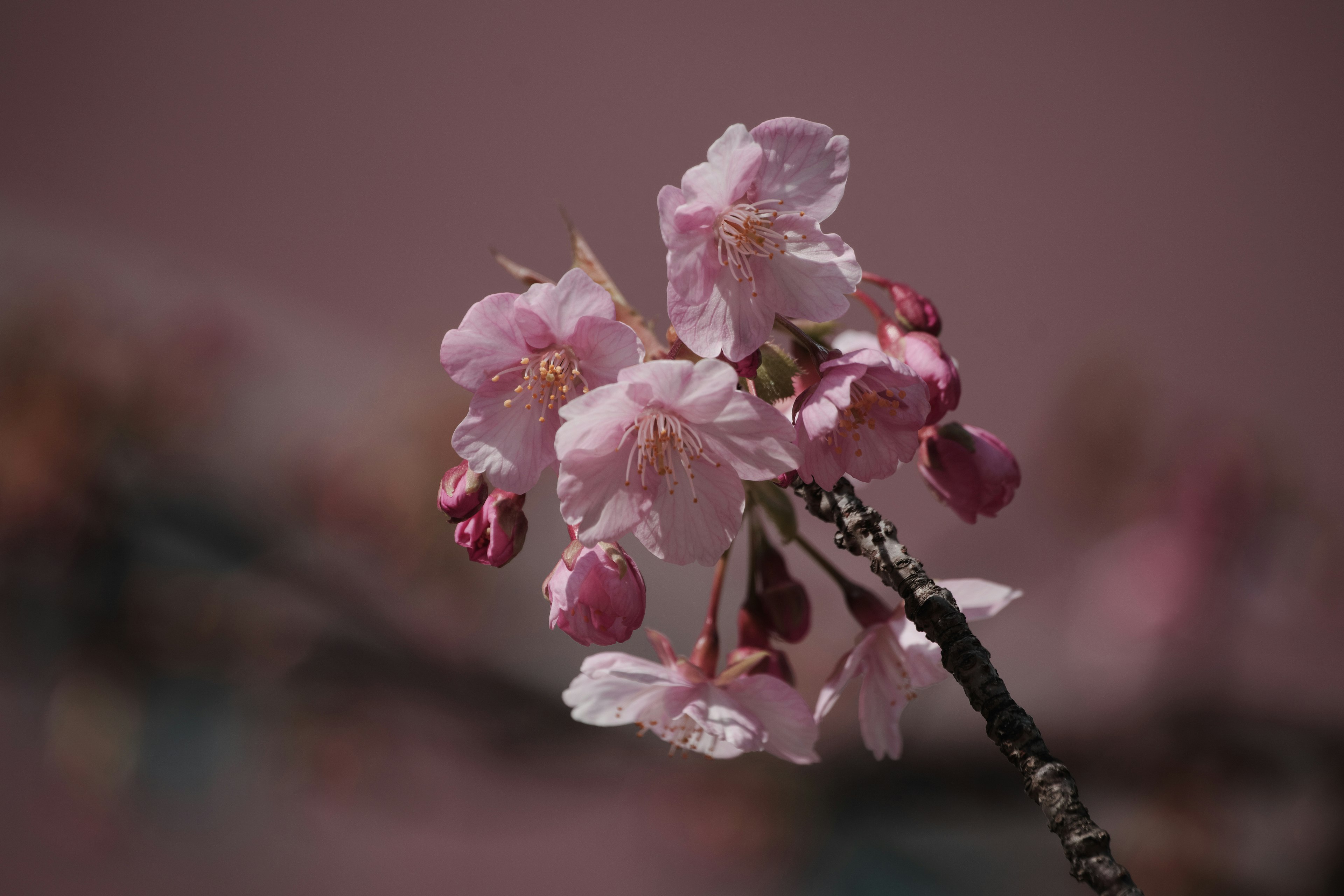 A branch of pink cherry blossoms with a blurred background