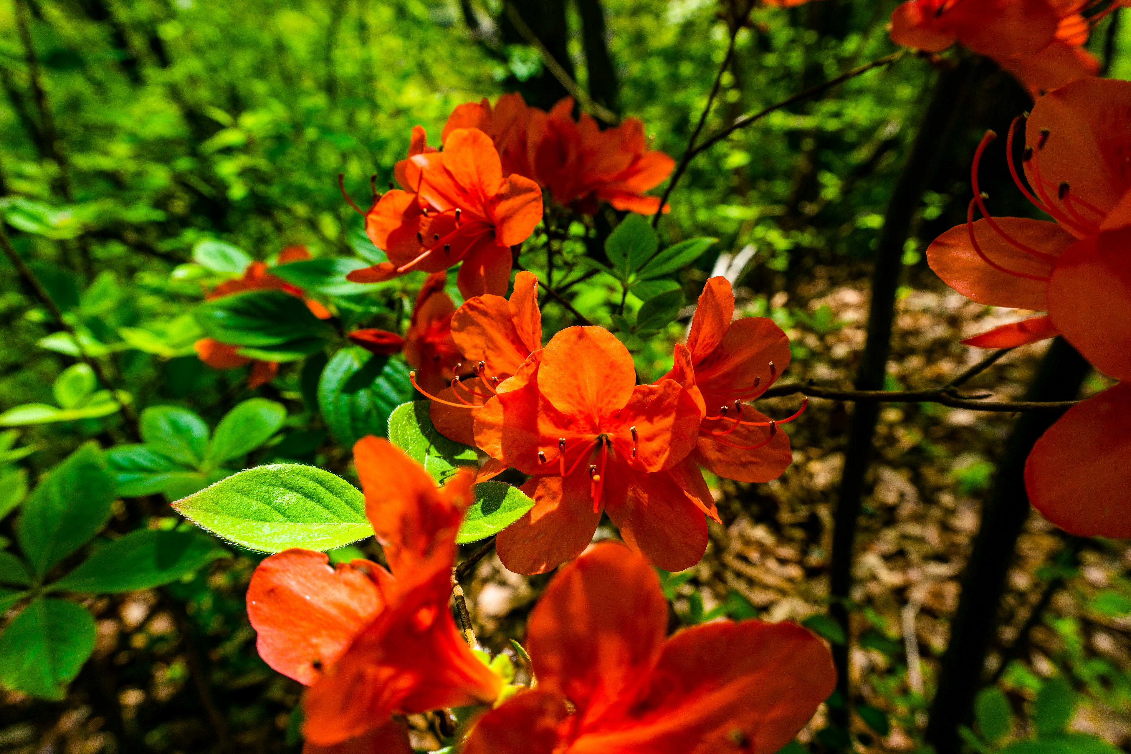 Acercamiento de flores naranjas vibrantes con hojas verdes