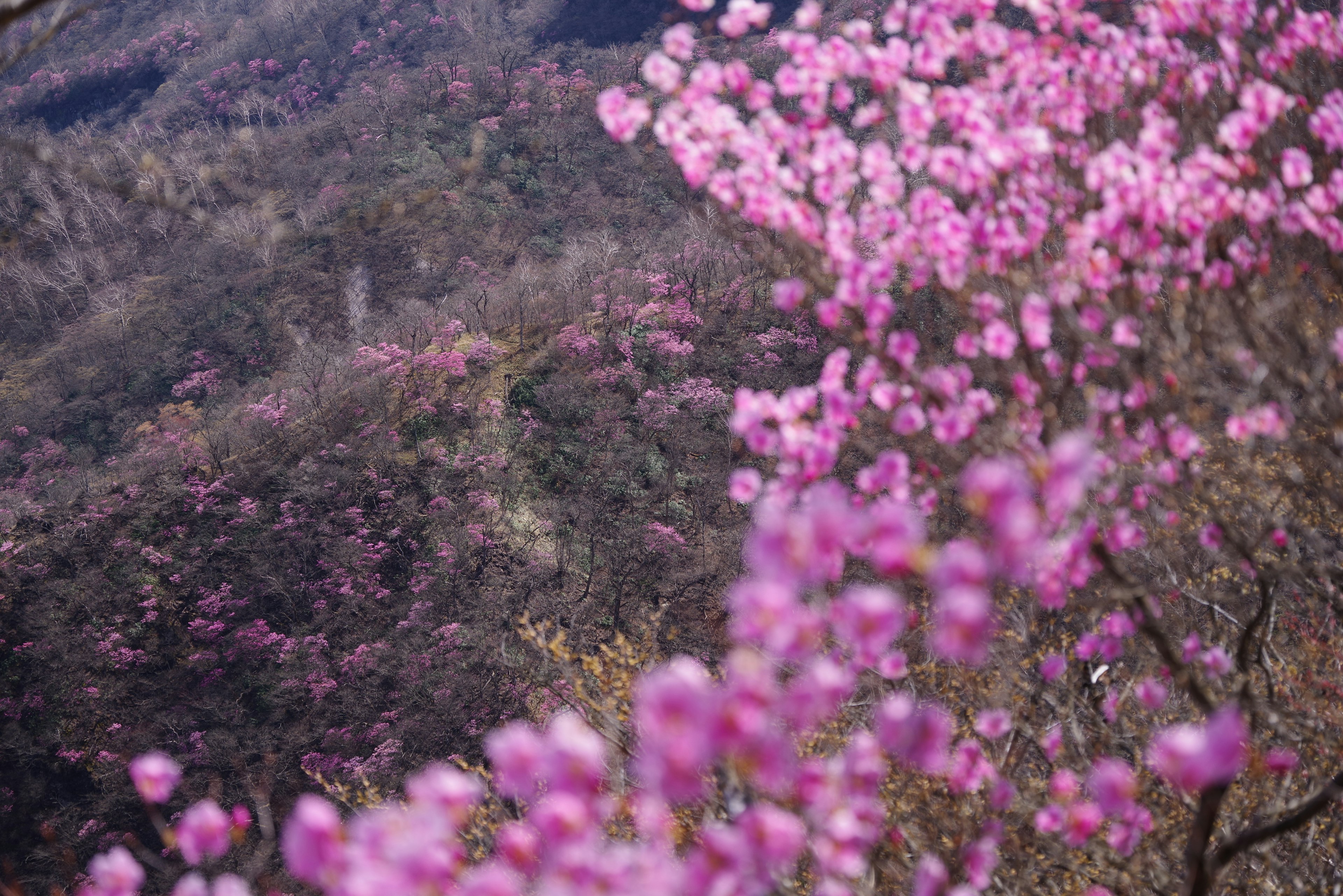 Una vista escénica de flores rosas en árboles en flor