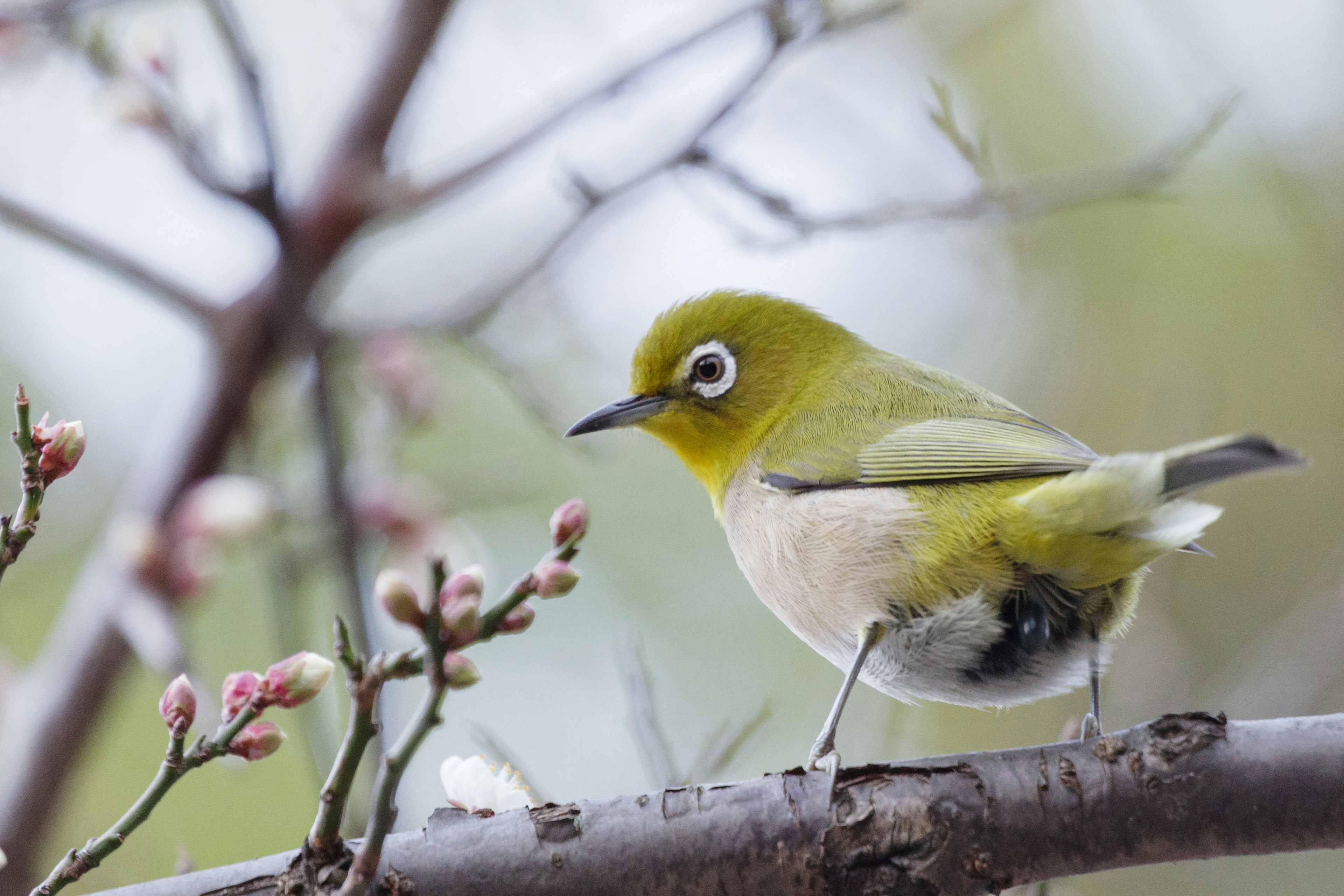 Ein kleiner grüner Vogel, der auf einem Ast sitzt