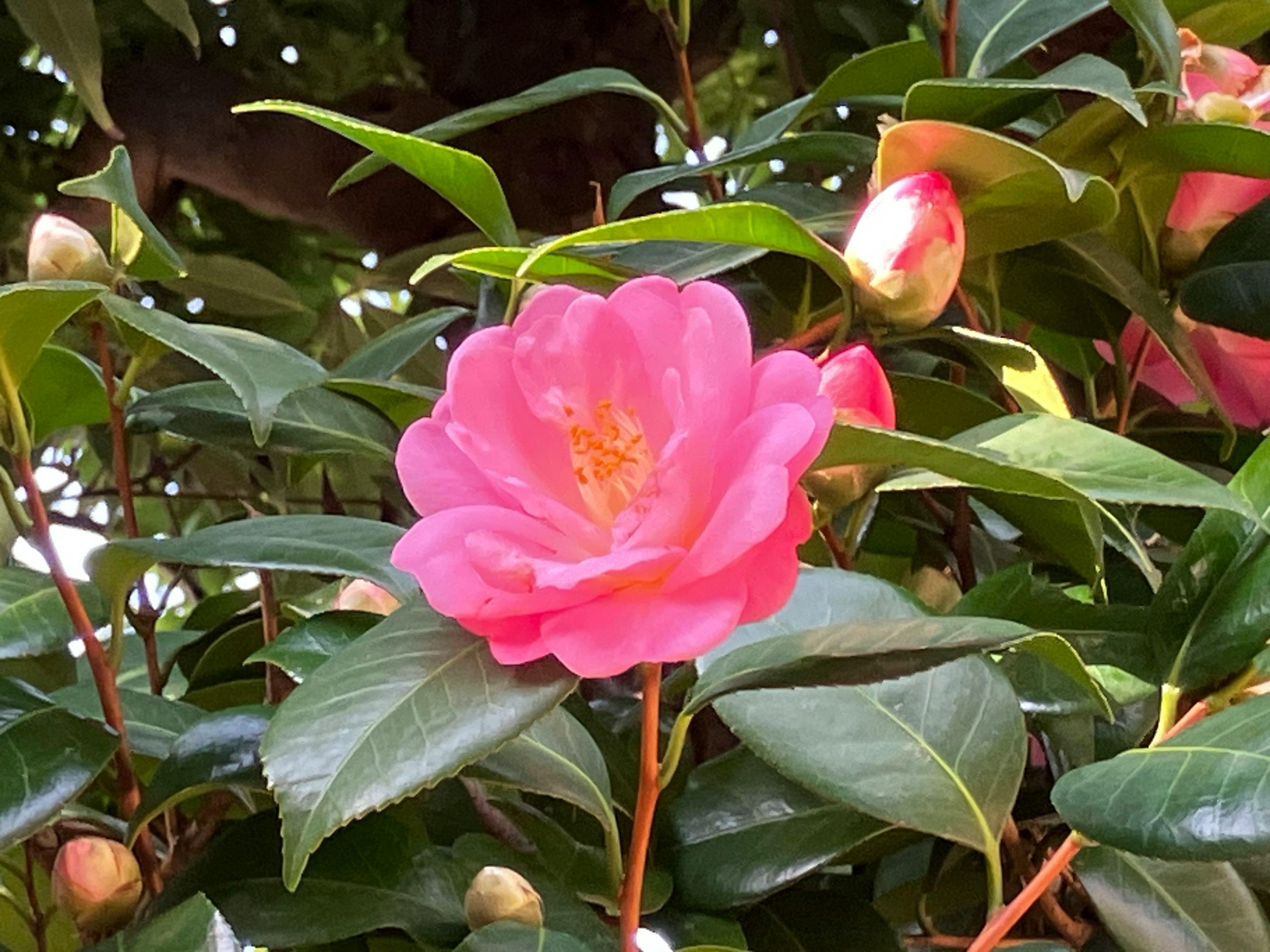 Imagen que muestra una flor de camelia rosa suave rodeada de hojas verdes