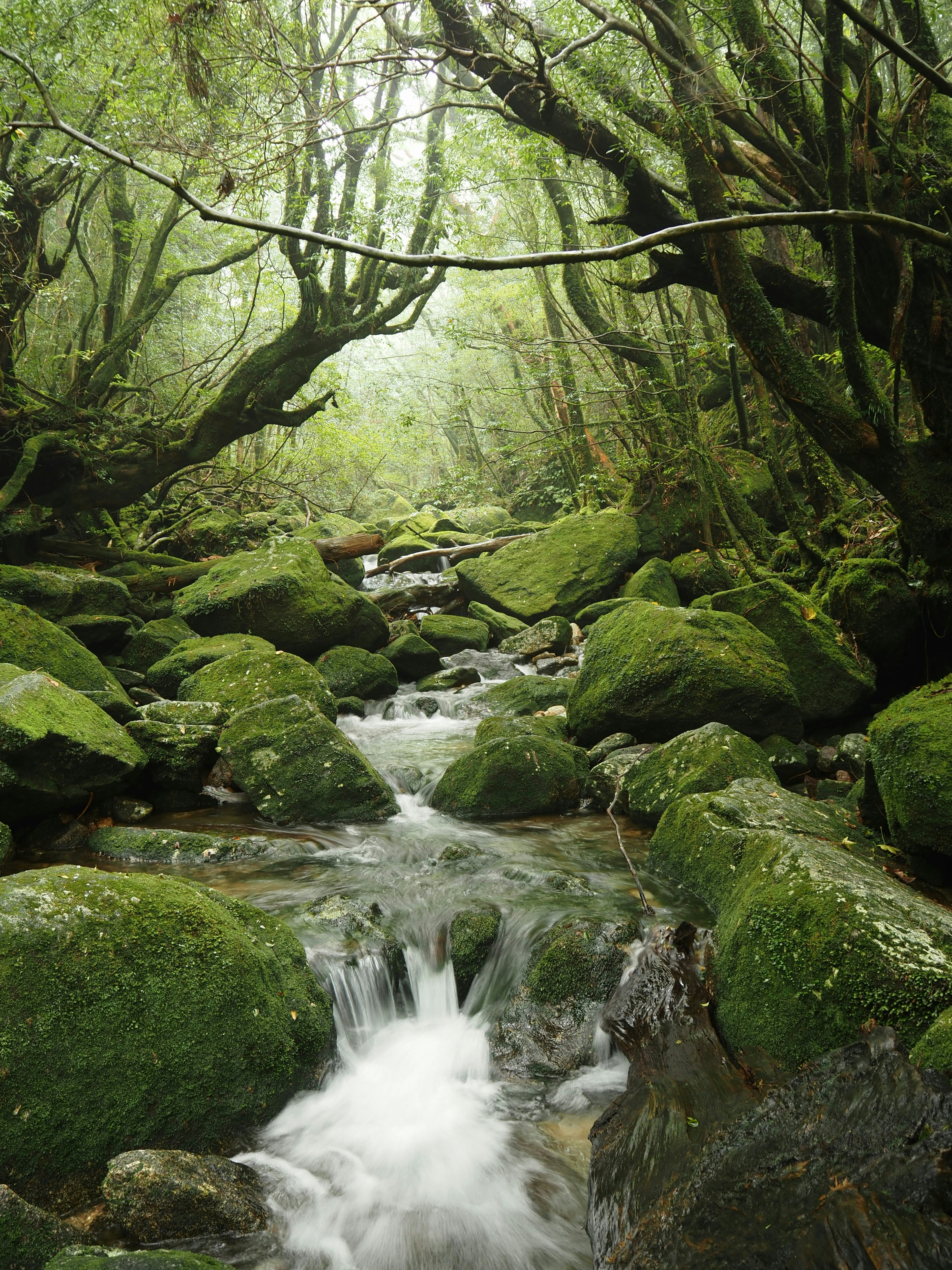 Scenic view of a stream flowing over moss-covered rocks surrounded by lush greenery