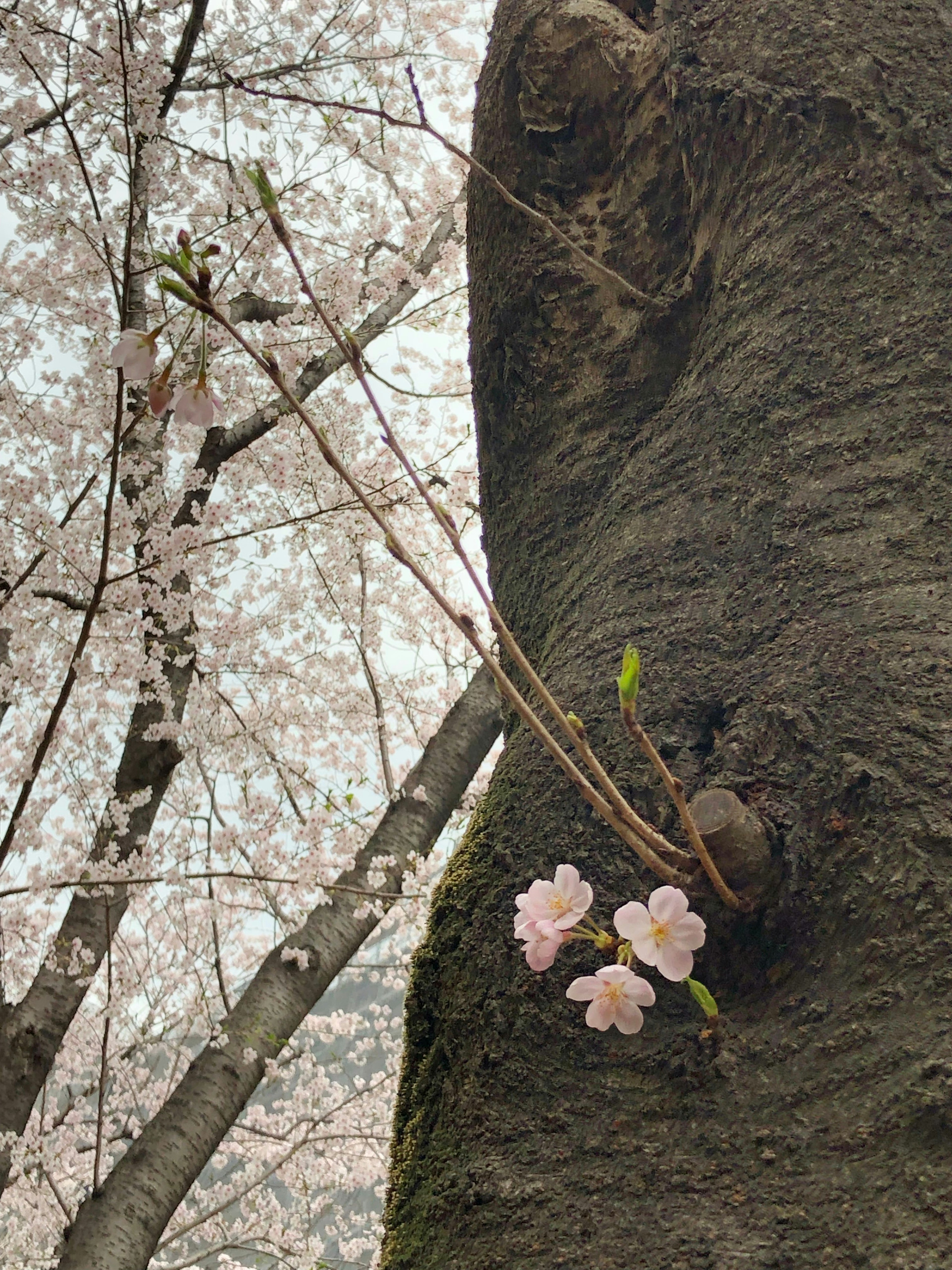 Zarte rosa Blumen blühen am Stamm eines Kirschbaums mit neuen Knospen