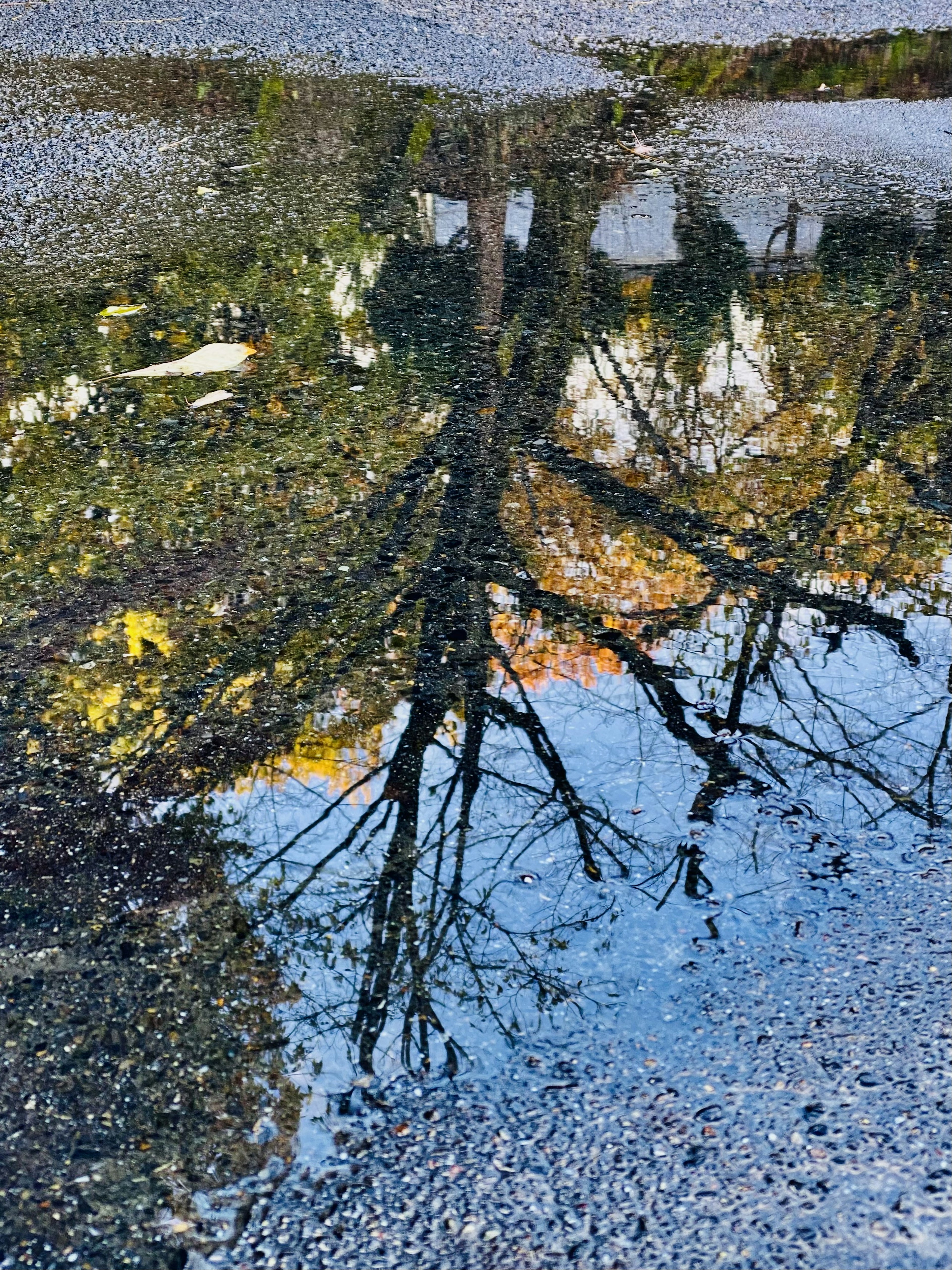 Reflet des arbres dans une flaque d'eau avec des couleurs d'automne