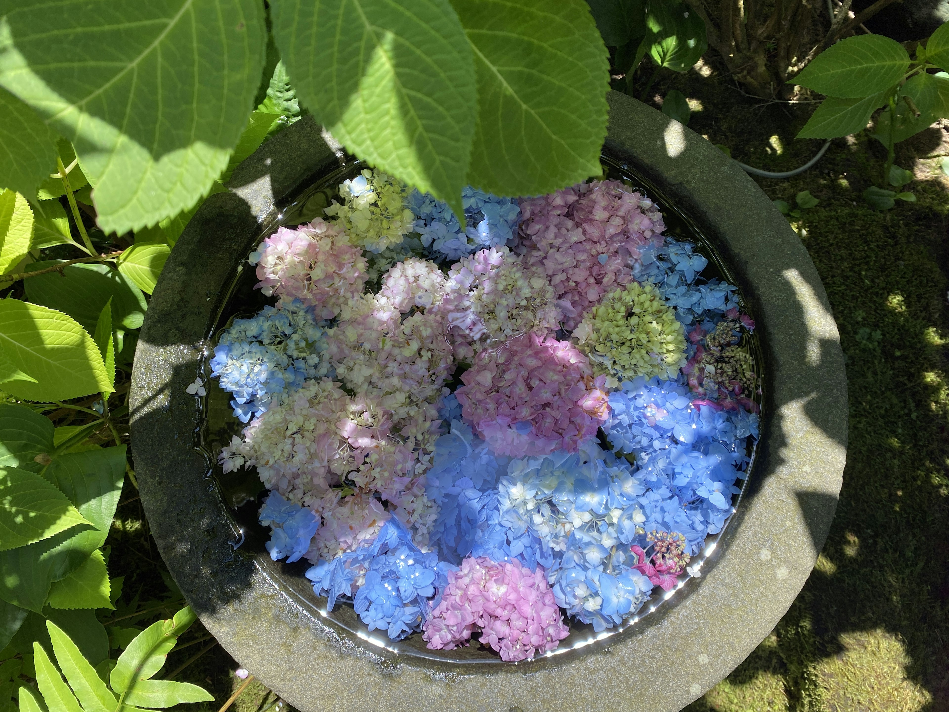 水に浮かぶ色とりどりの紫陽花の花びらが入った鉢