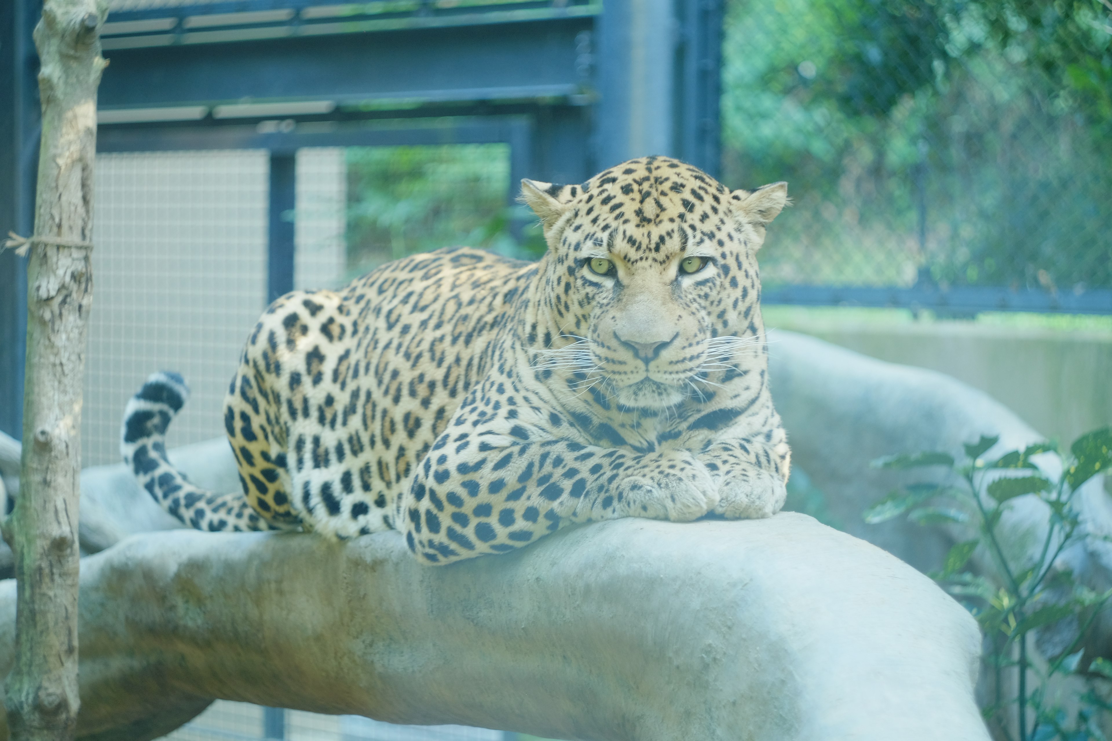 A leopard lounging on a rock with a calm expression