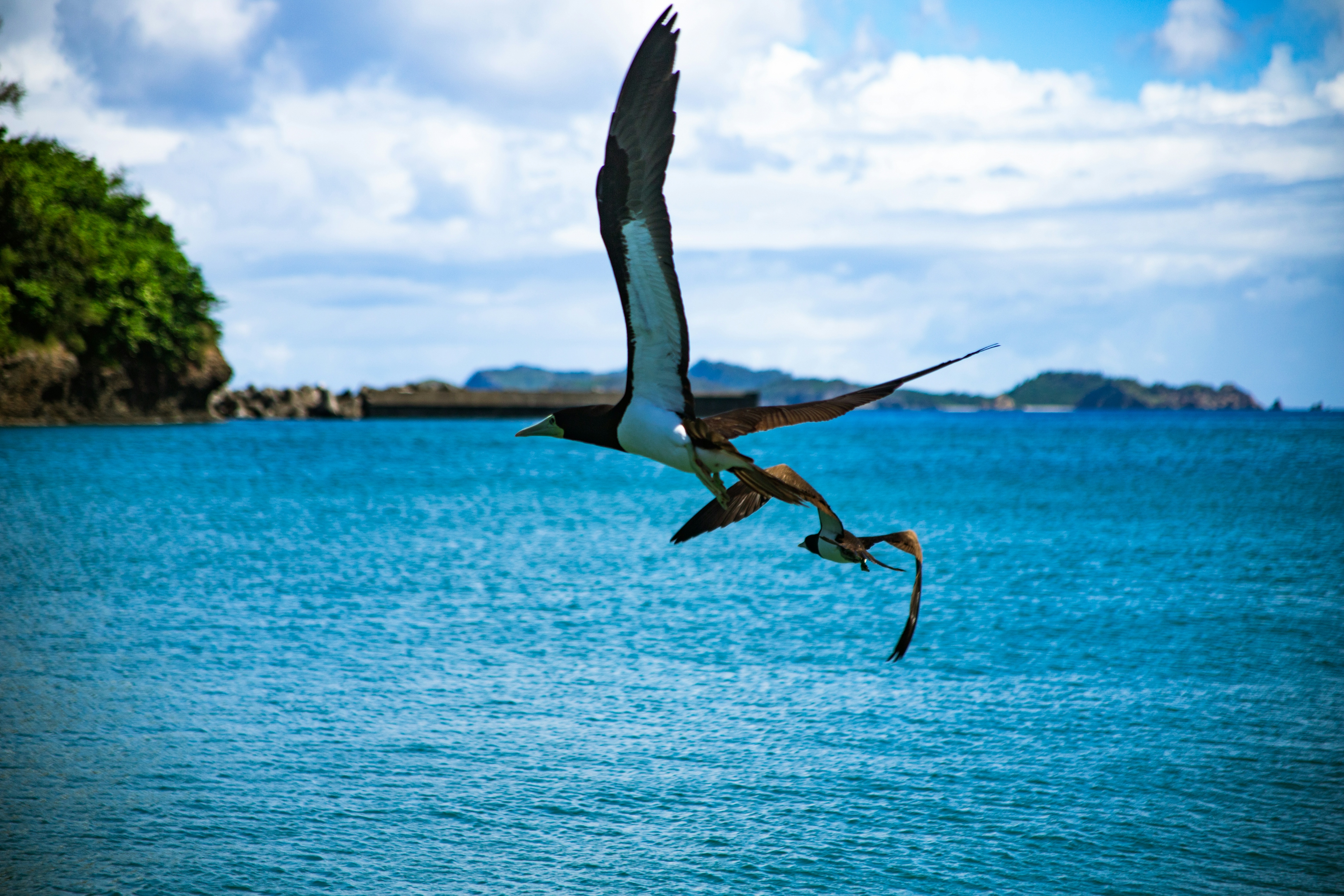 Two birds flying over a blue ocean