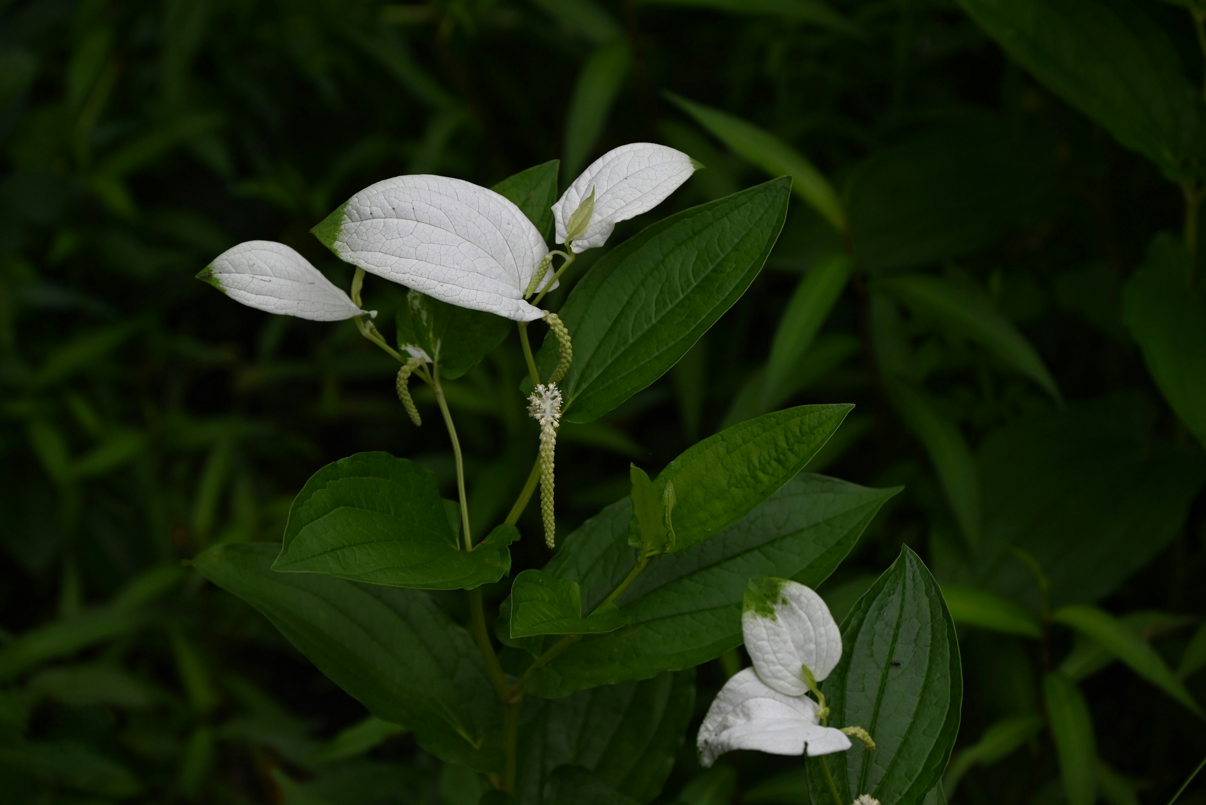 白い花と緑の葉の植物のクローズアップ