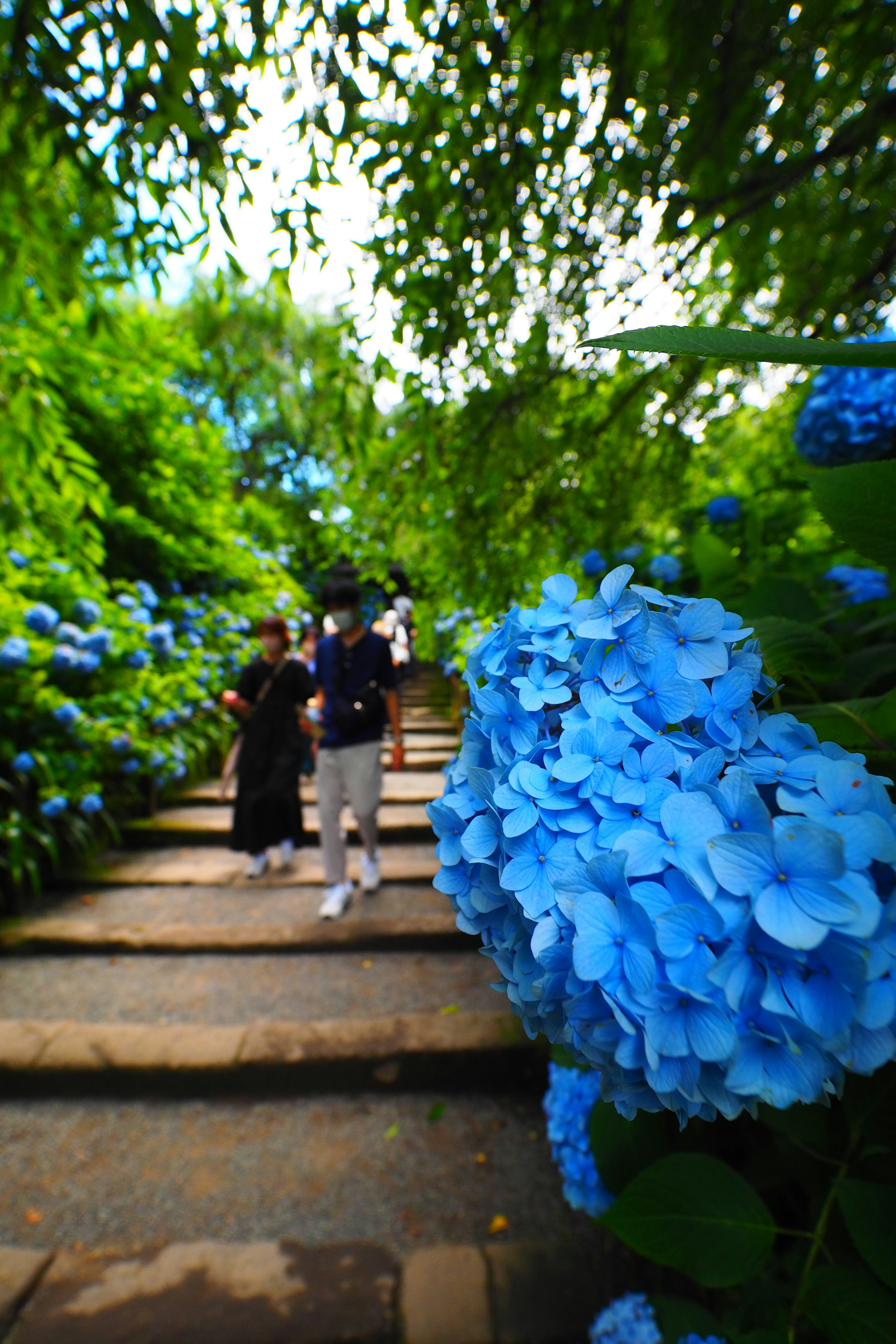 Des personnes marchant sur des escaliers en pierre entourés d'hortensias bleus en fleurs