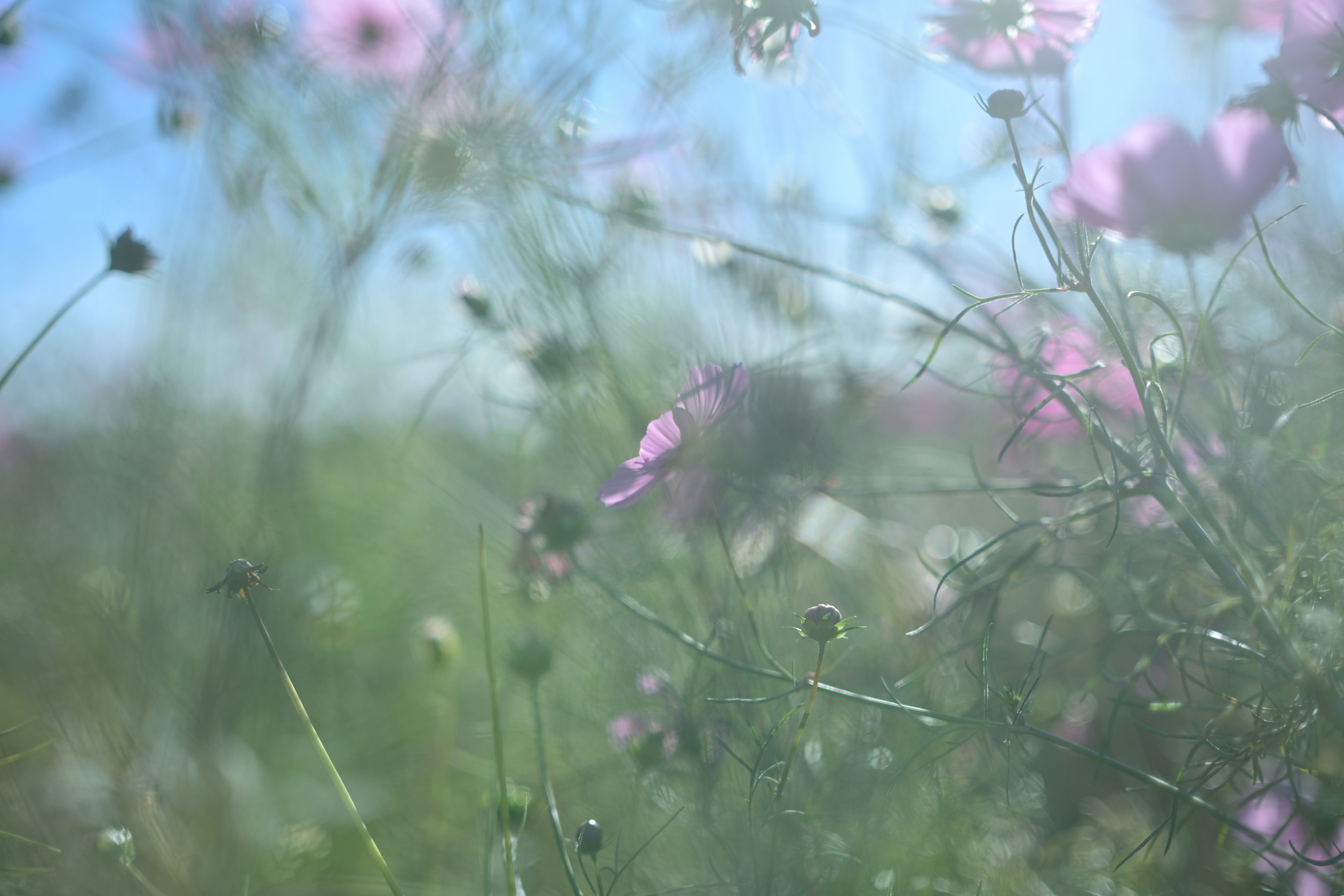 Flou doux de fleurs roses et d'herbe verte en arrière-plan