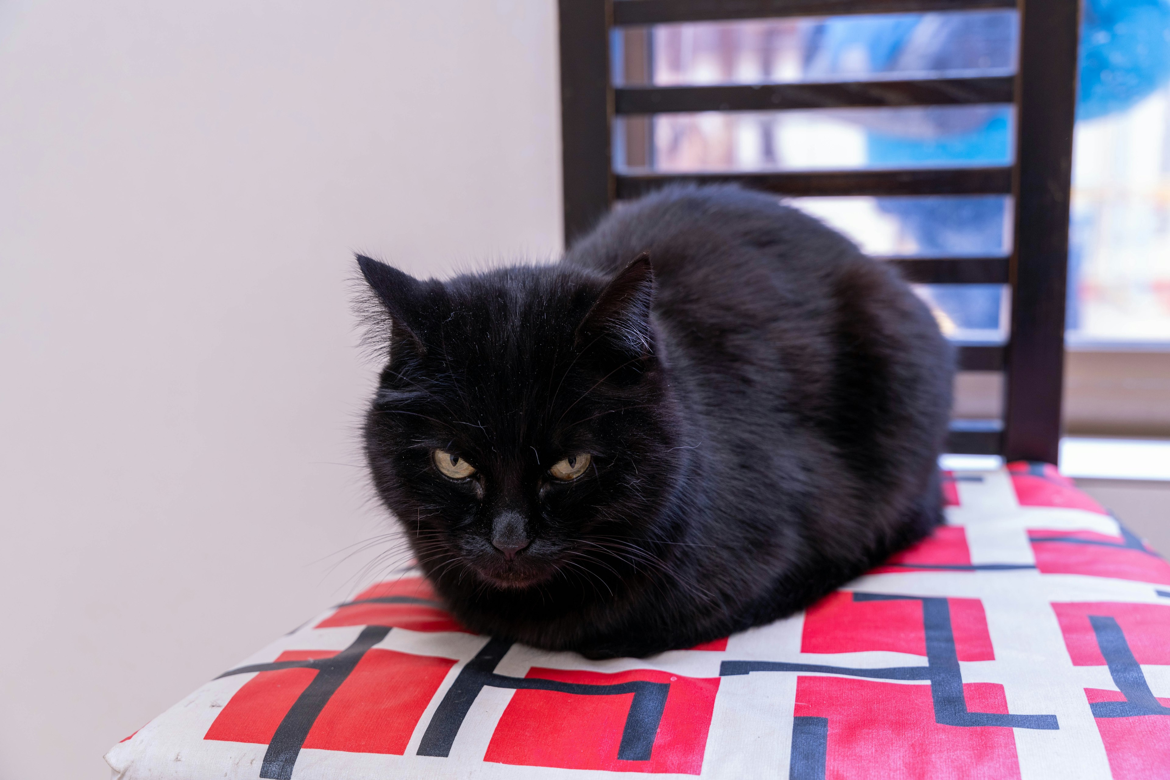 Seekor kucing hitam duduk di atas bantal berpola di kursi