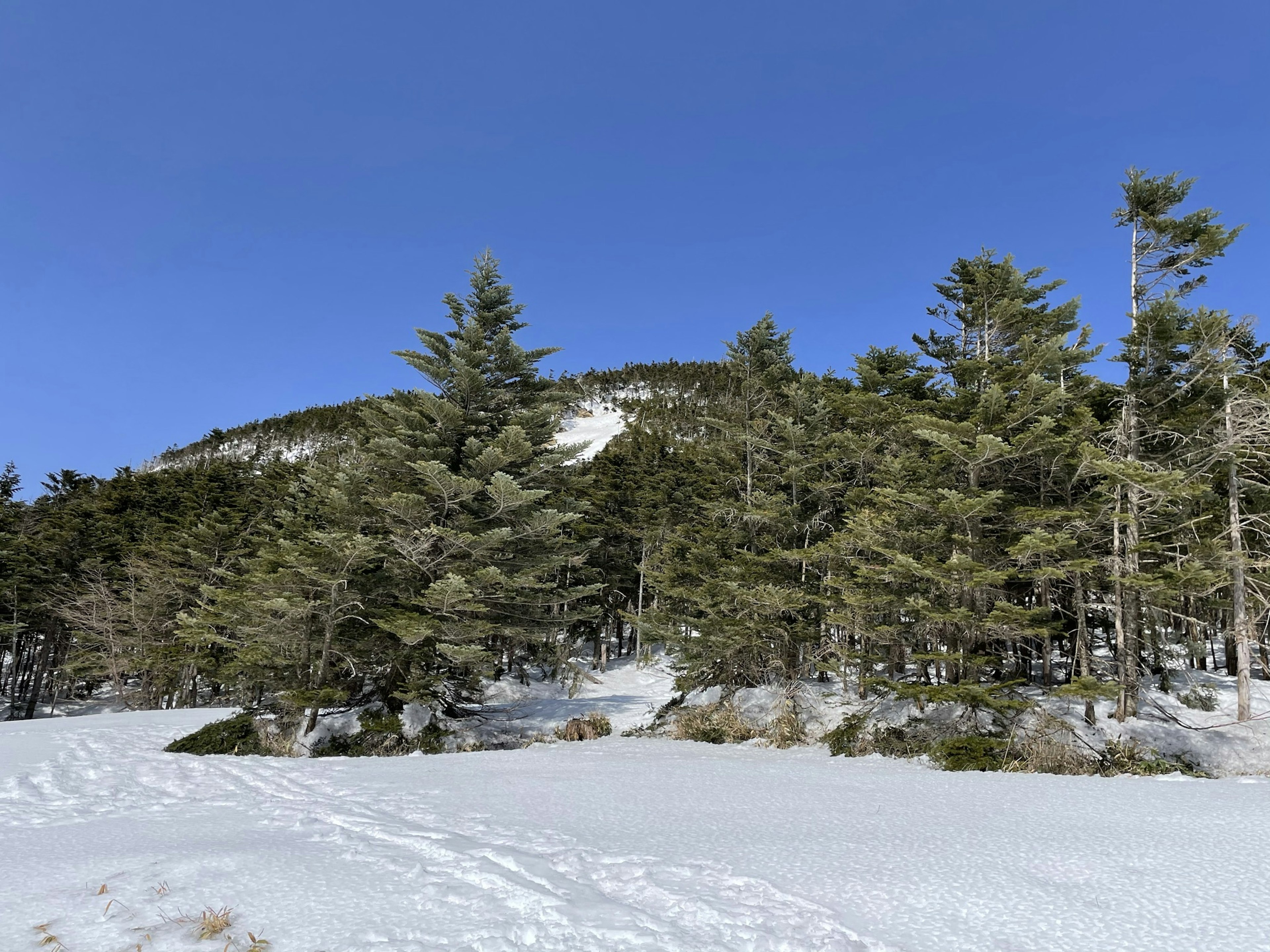 Snow-covered landscape with pine trees under blue sky