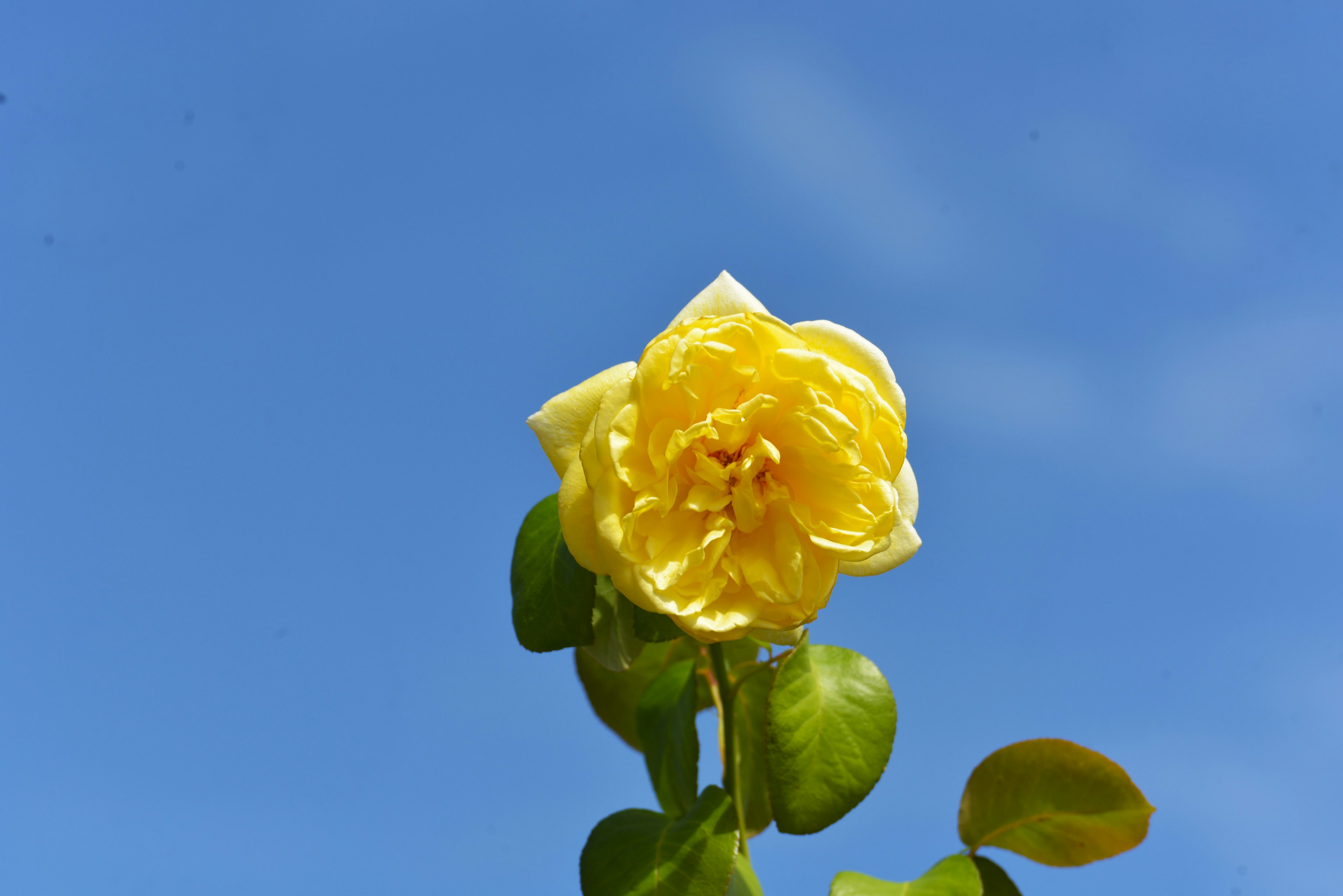 鮮やかな黄色のバラの花が青空の下で咲いている