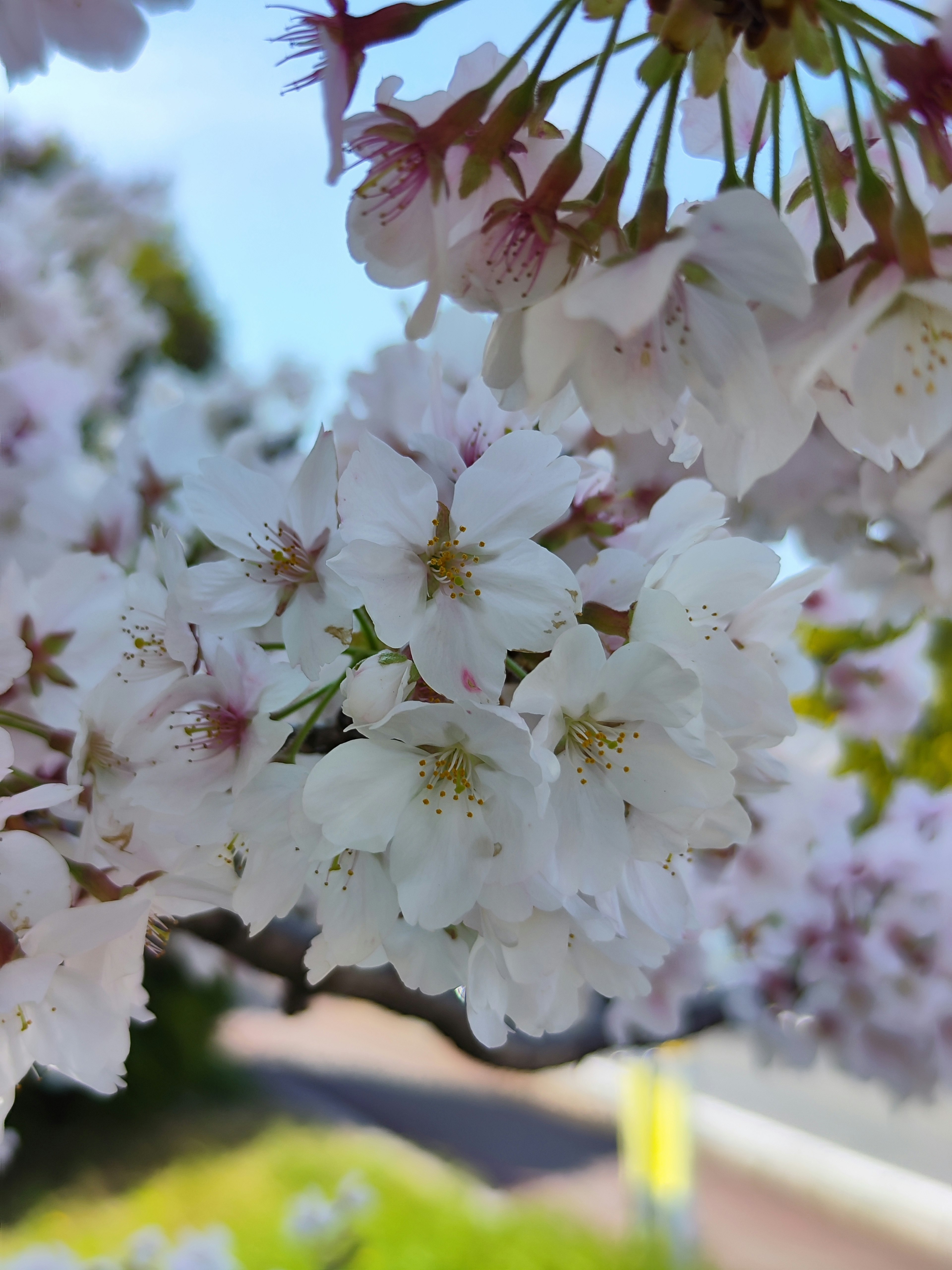 桜の花が咲いているアップの写真