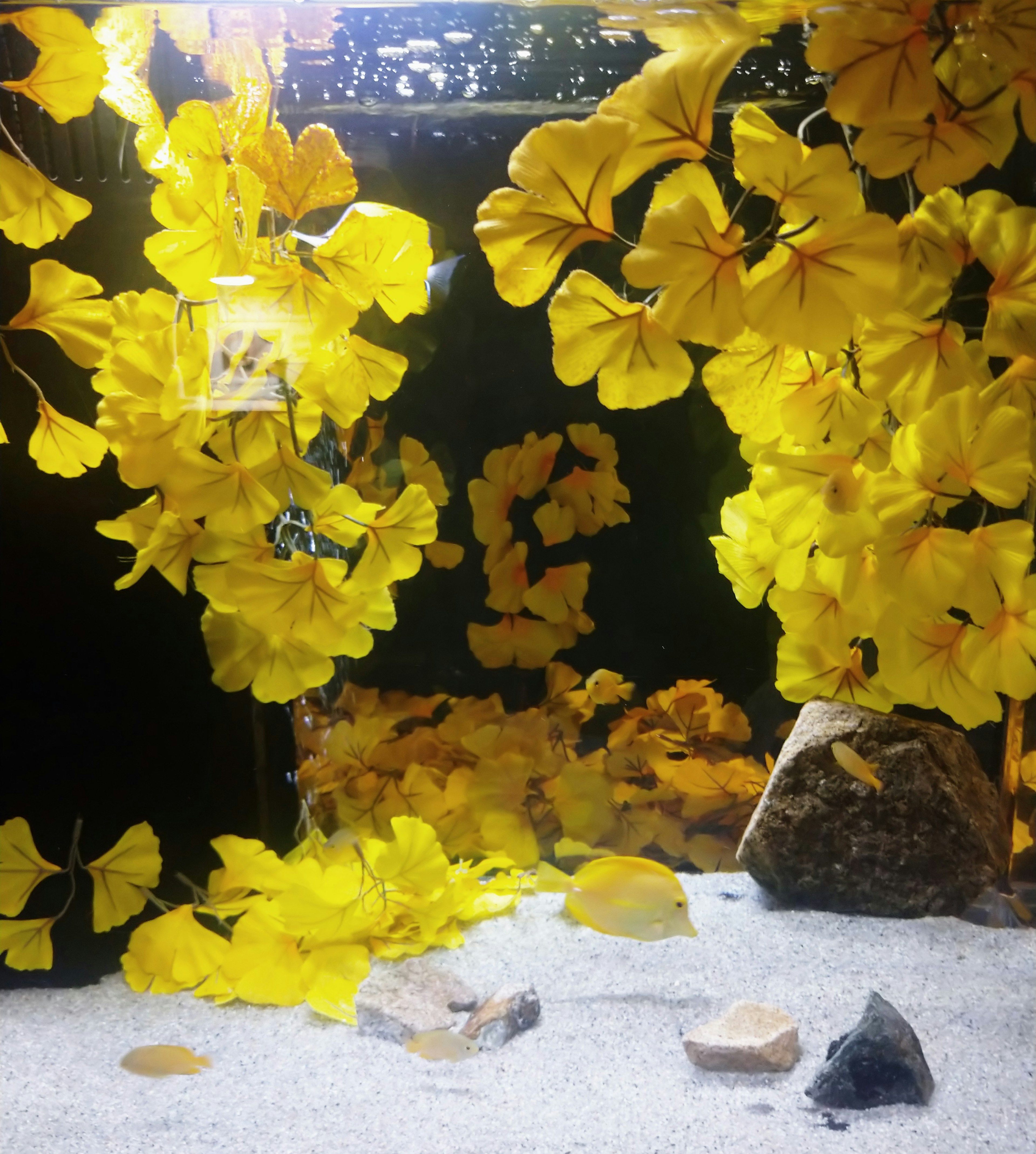 Une belle scène de fleurs jaunes dans un aquarium