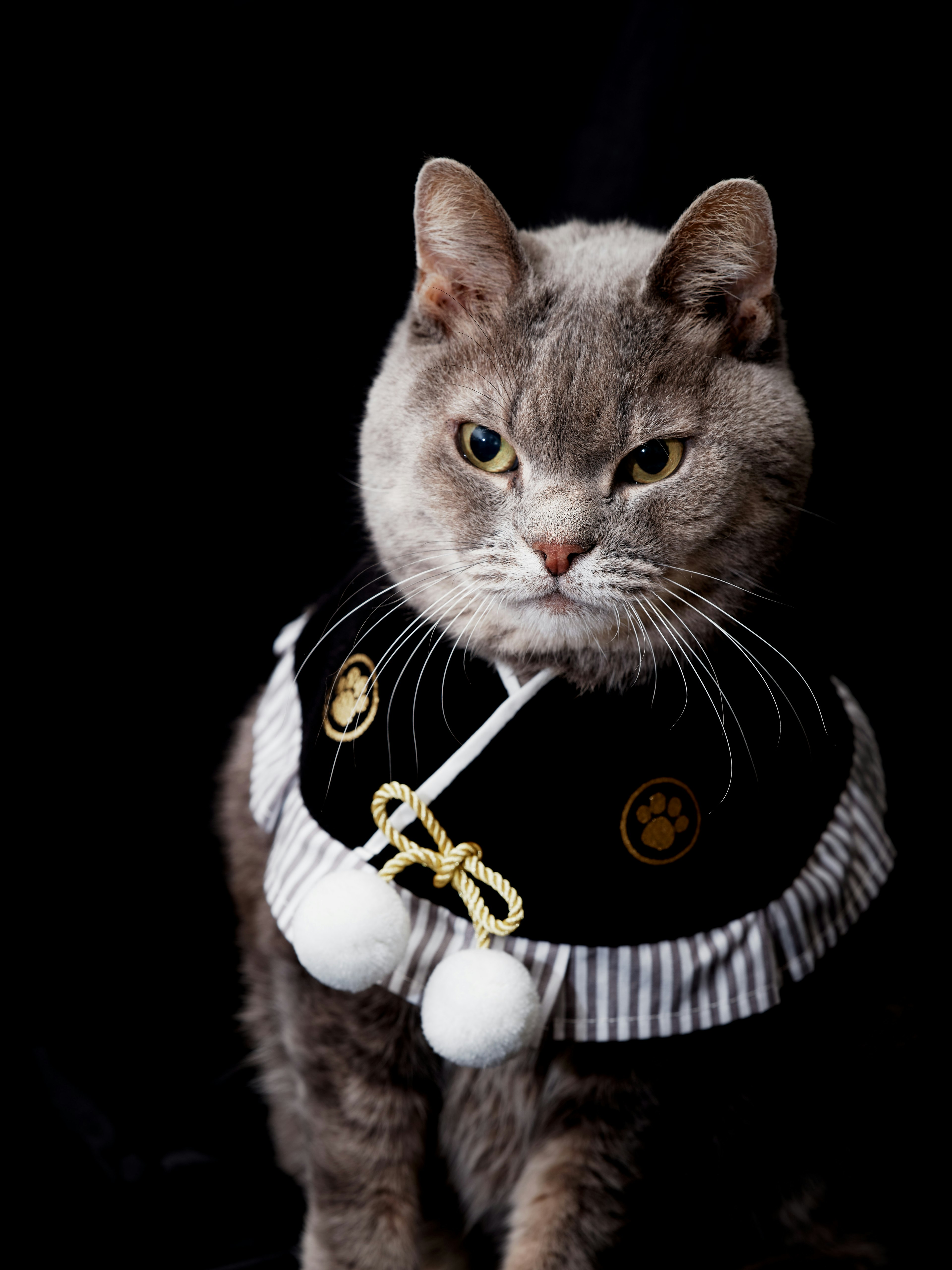 A cat wearing a stylish outfit against a black background