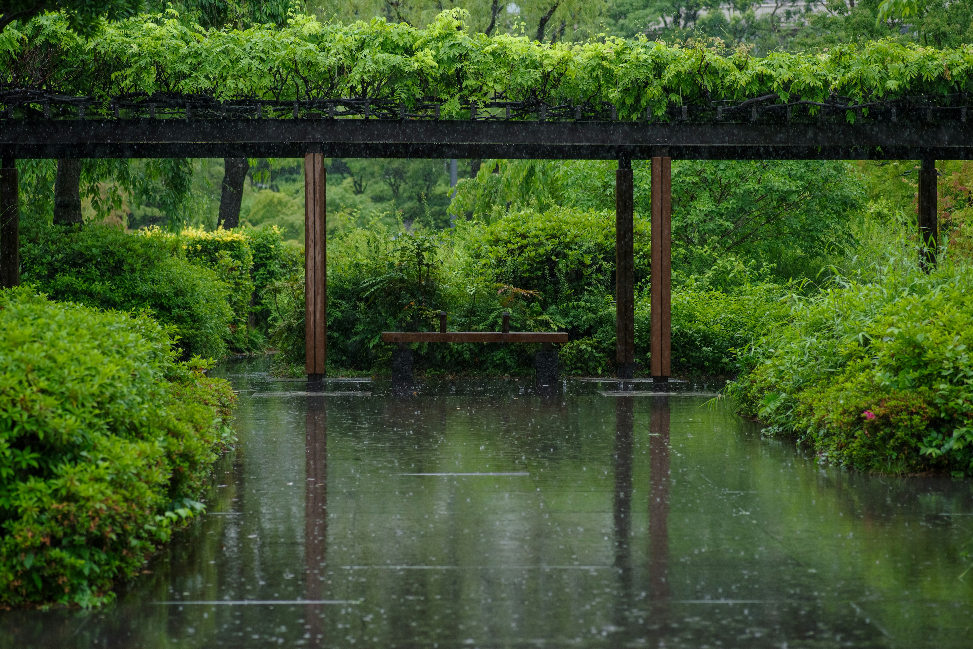 Lush garden pathway with a wooden pergola and rain puddles