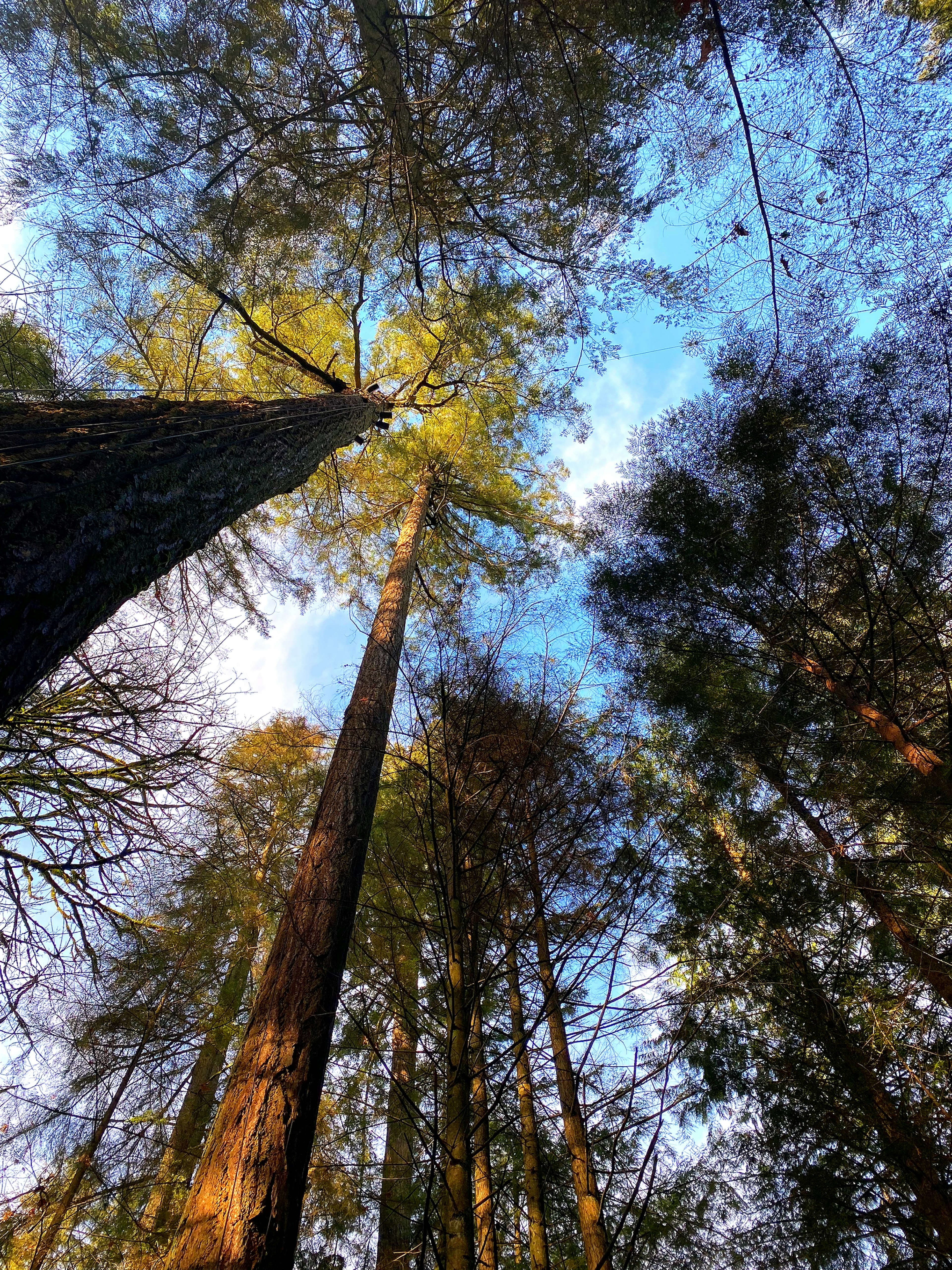 Blick auf hohe Bäume und Himmel von unten