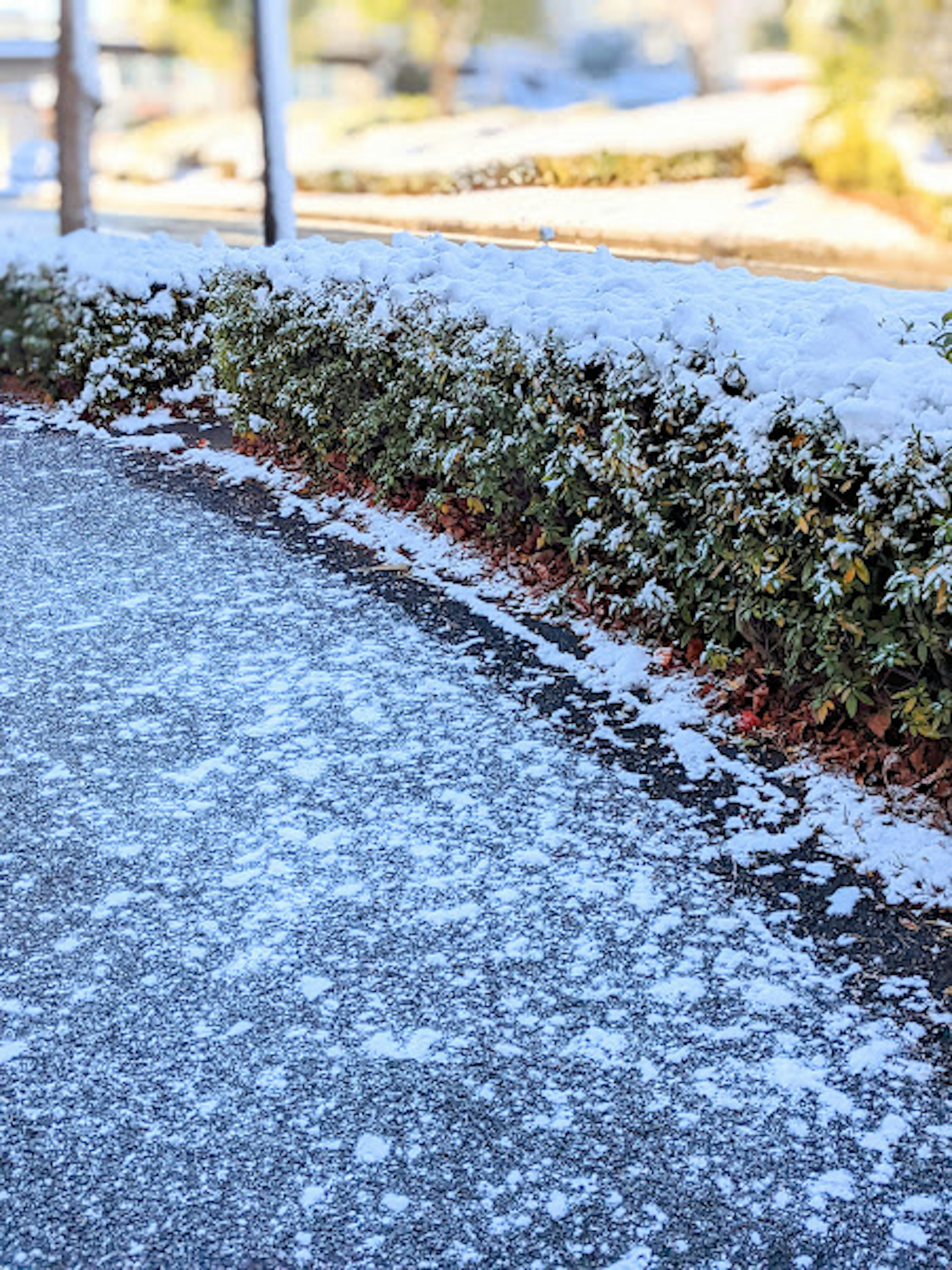 雪の積もった歩道と緑の低い生け垣の風景