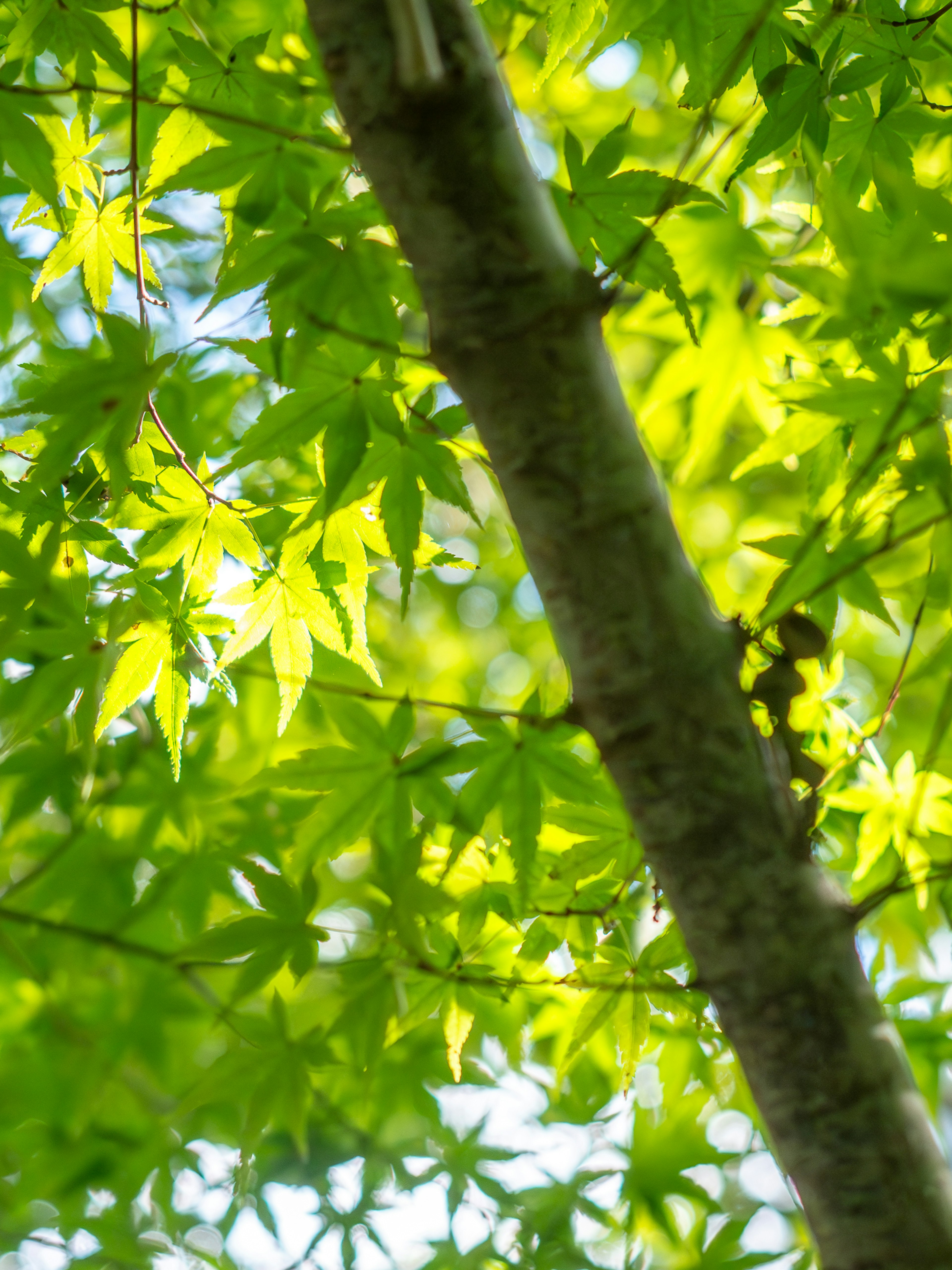 Scena naturale con foglie verdi e tronco d'albero