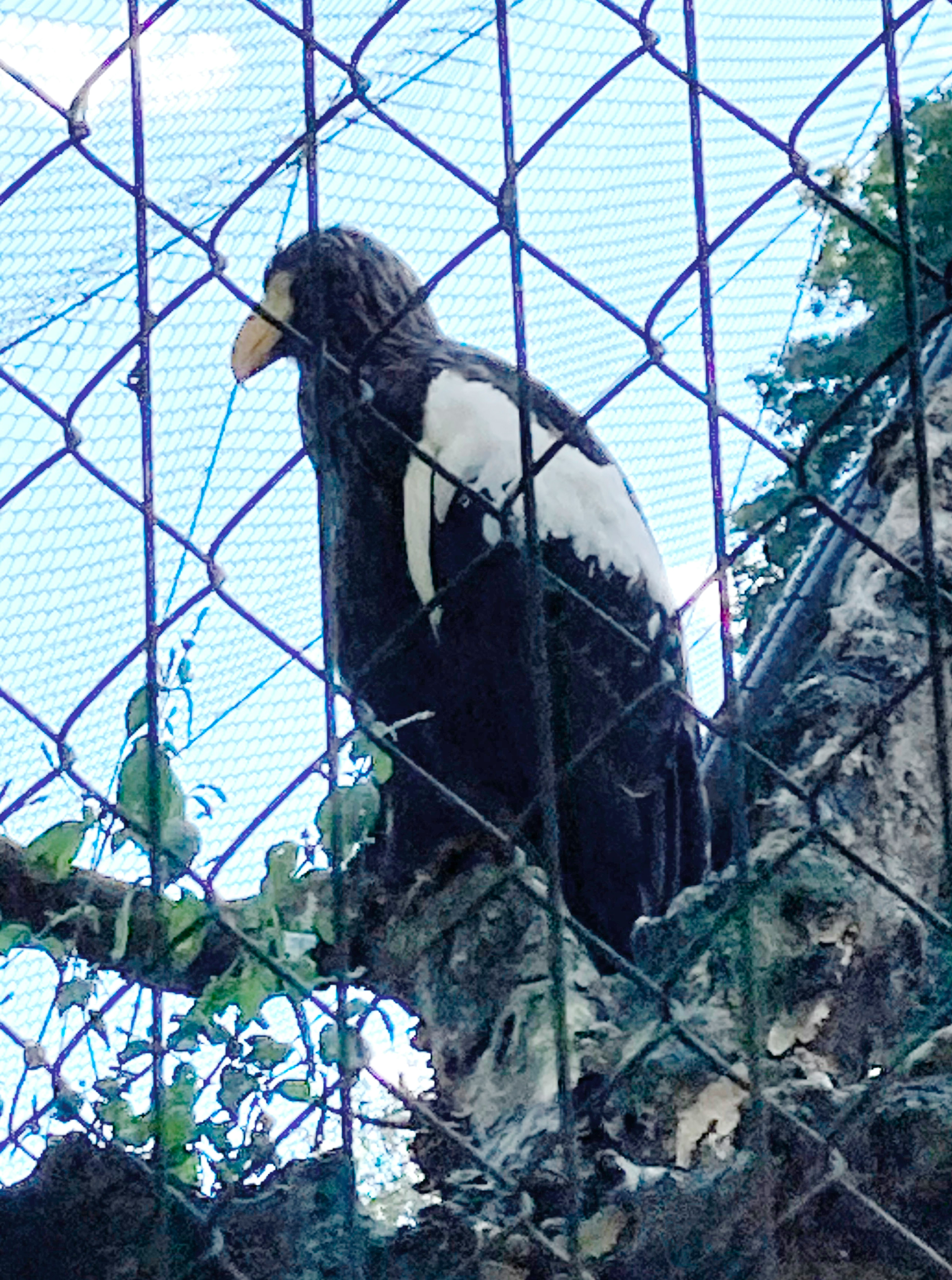 Burung hitam besar berdiri di belakang pagar