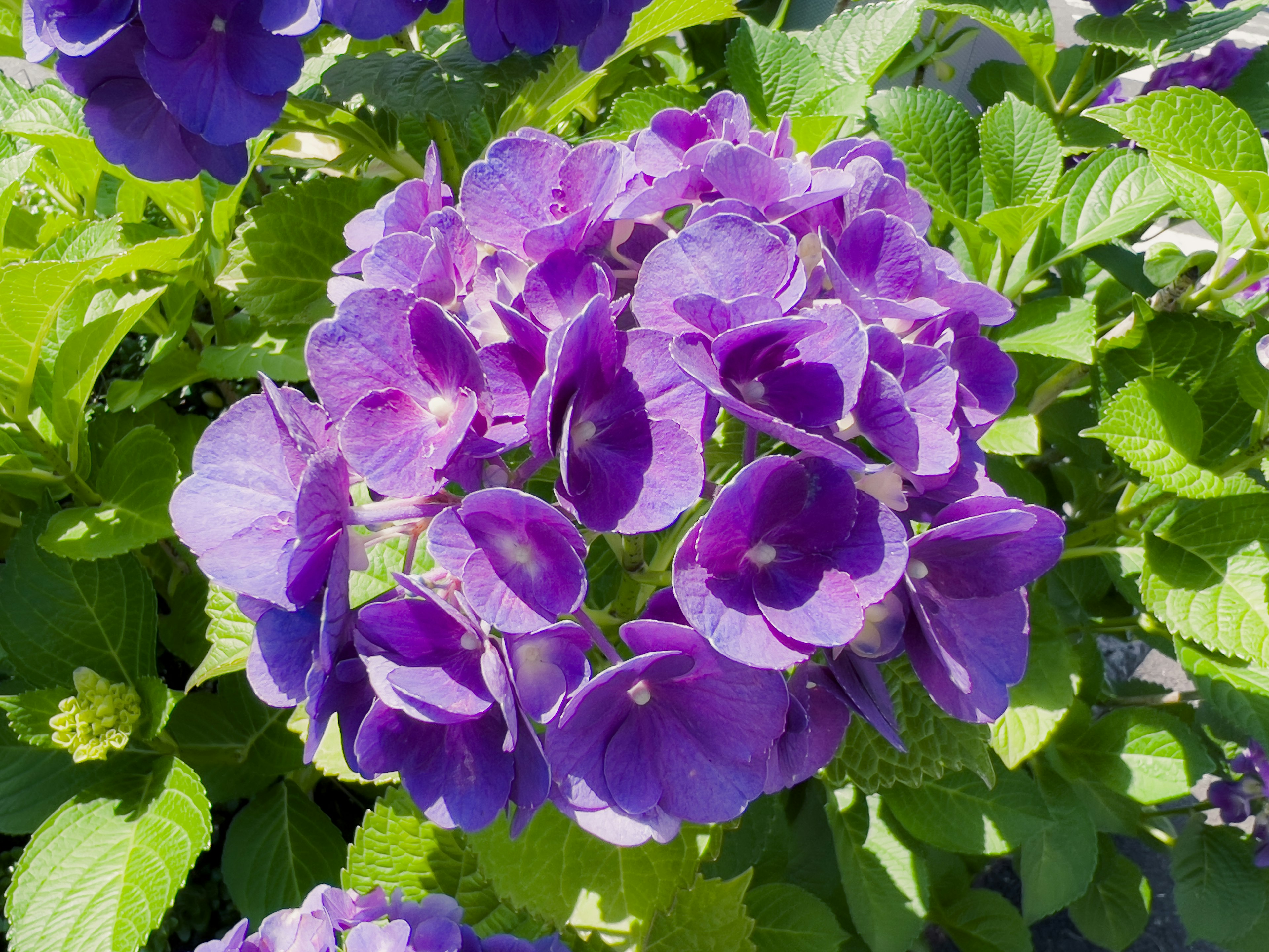 Acercamiento a flores de hortensia moradas en plena floración