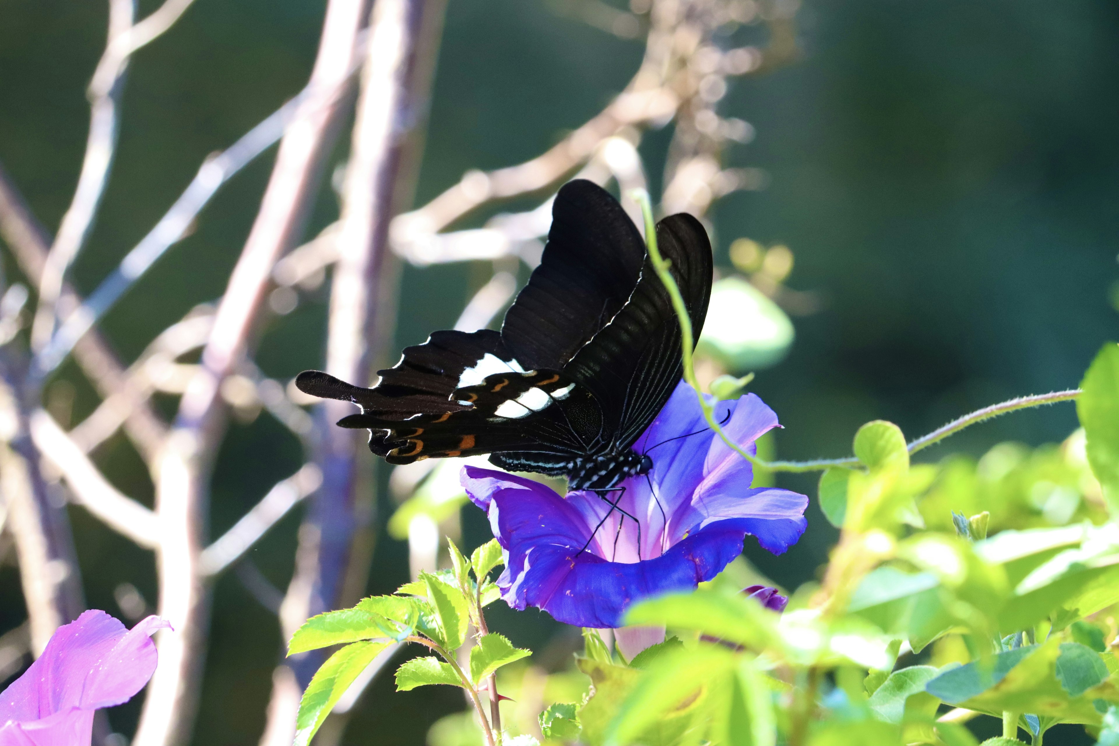 Ein schwarzer Schmetterling sitzt auf einer lila Petunienblüte