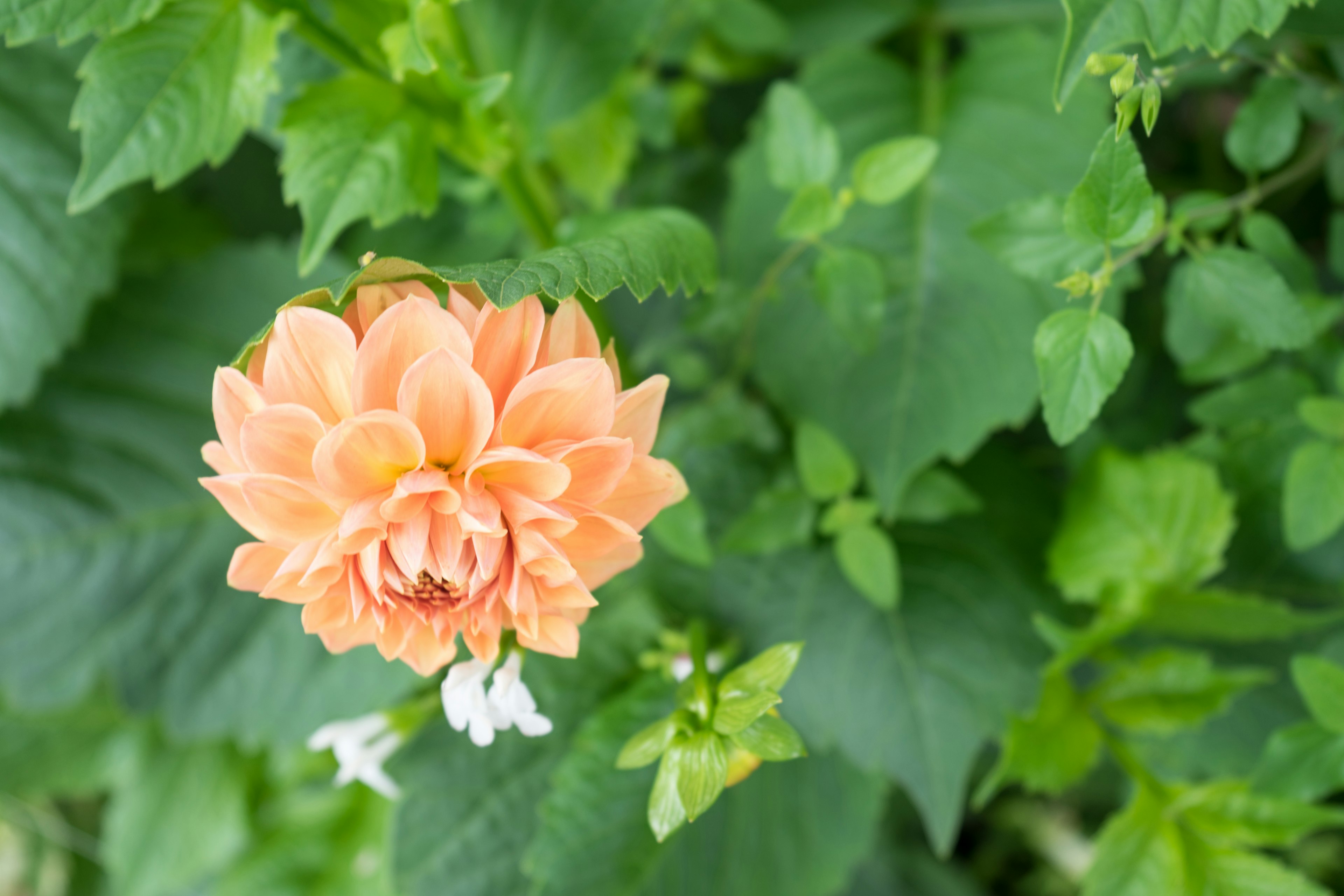 Peach-colored dahlia flower surrounded by green leaves