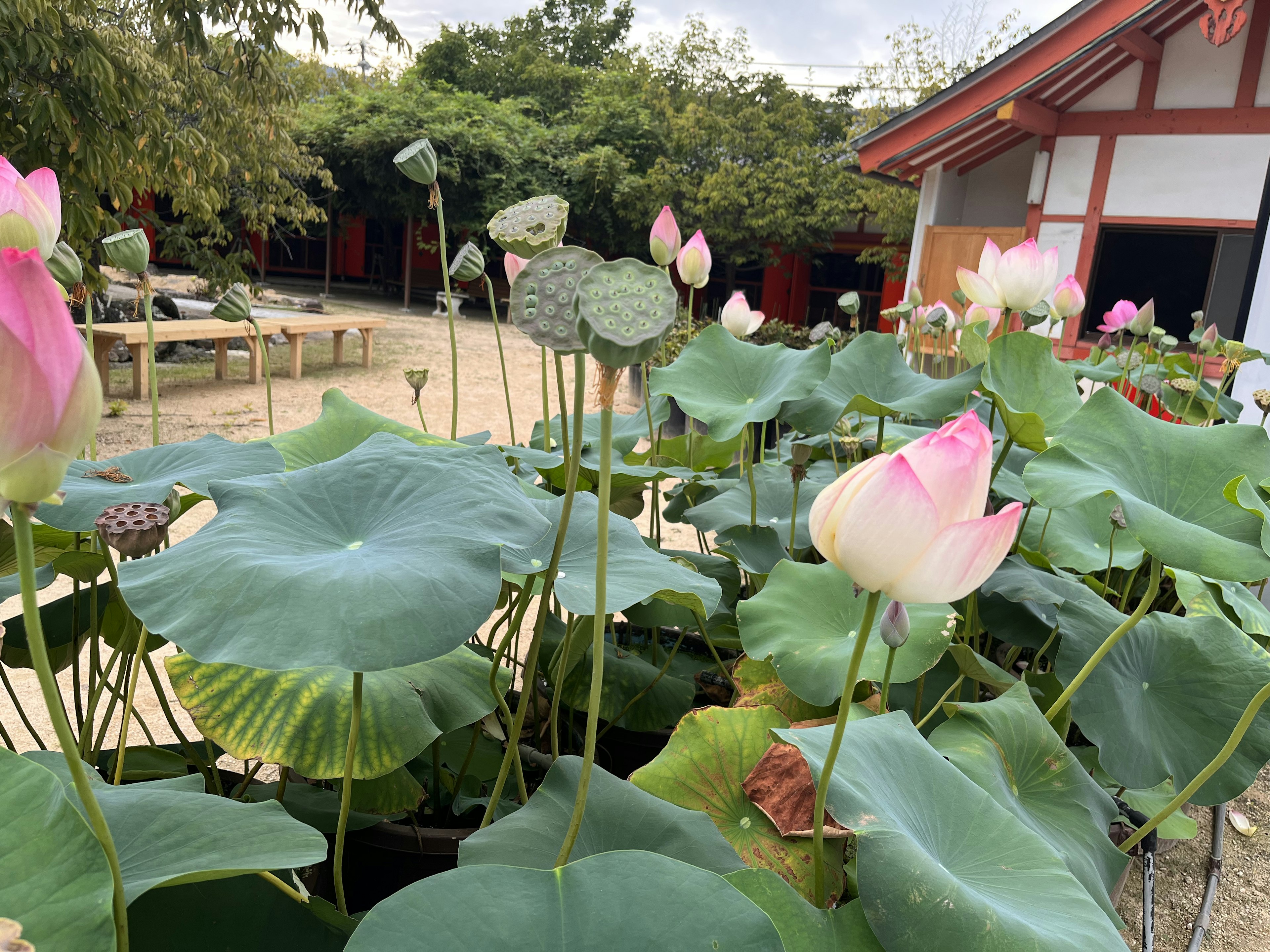 Lotus flowers and green leaves floating on a pond in a serene garden