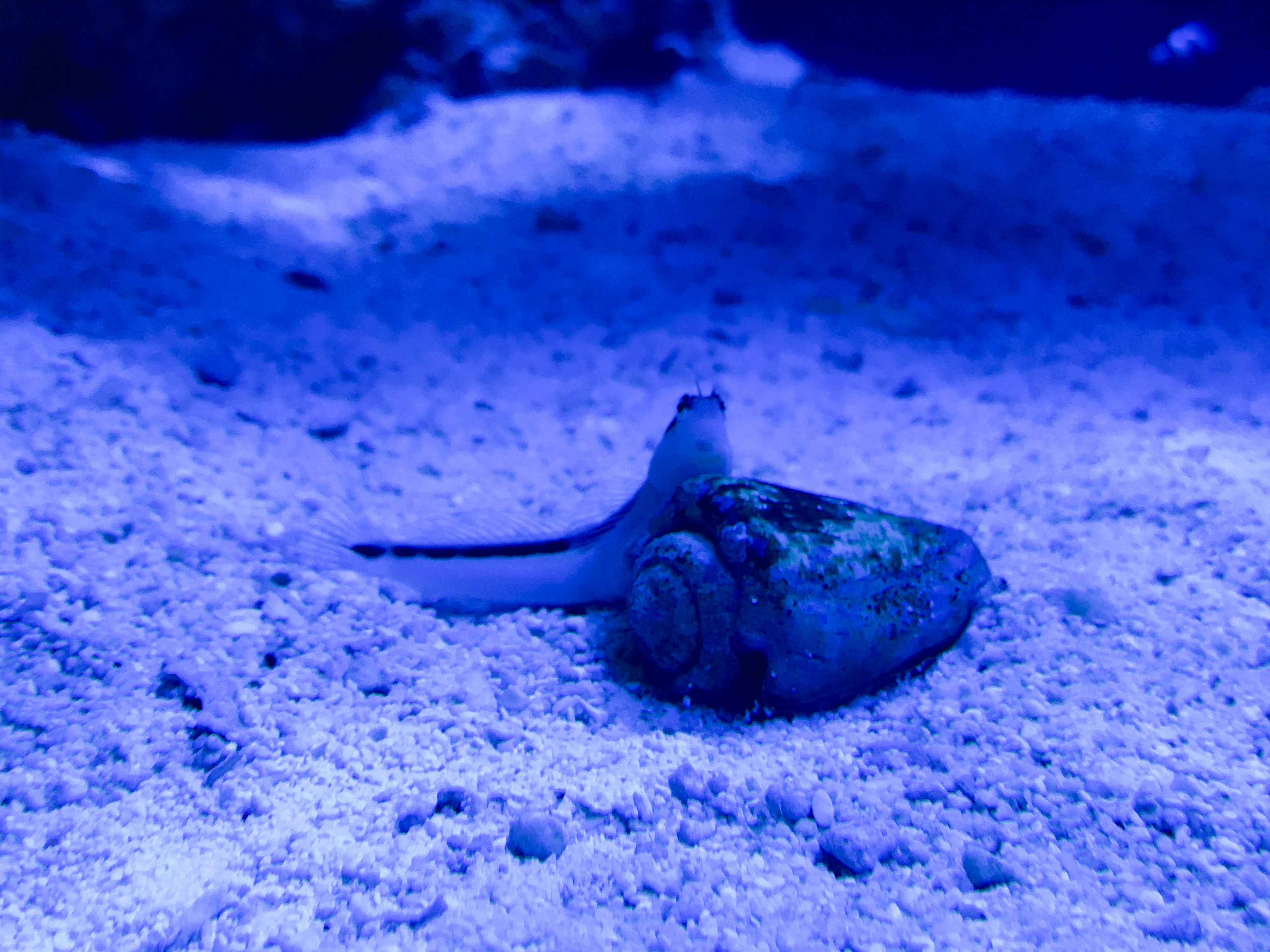 青い水中で砂の上にいる二匹の海の生物