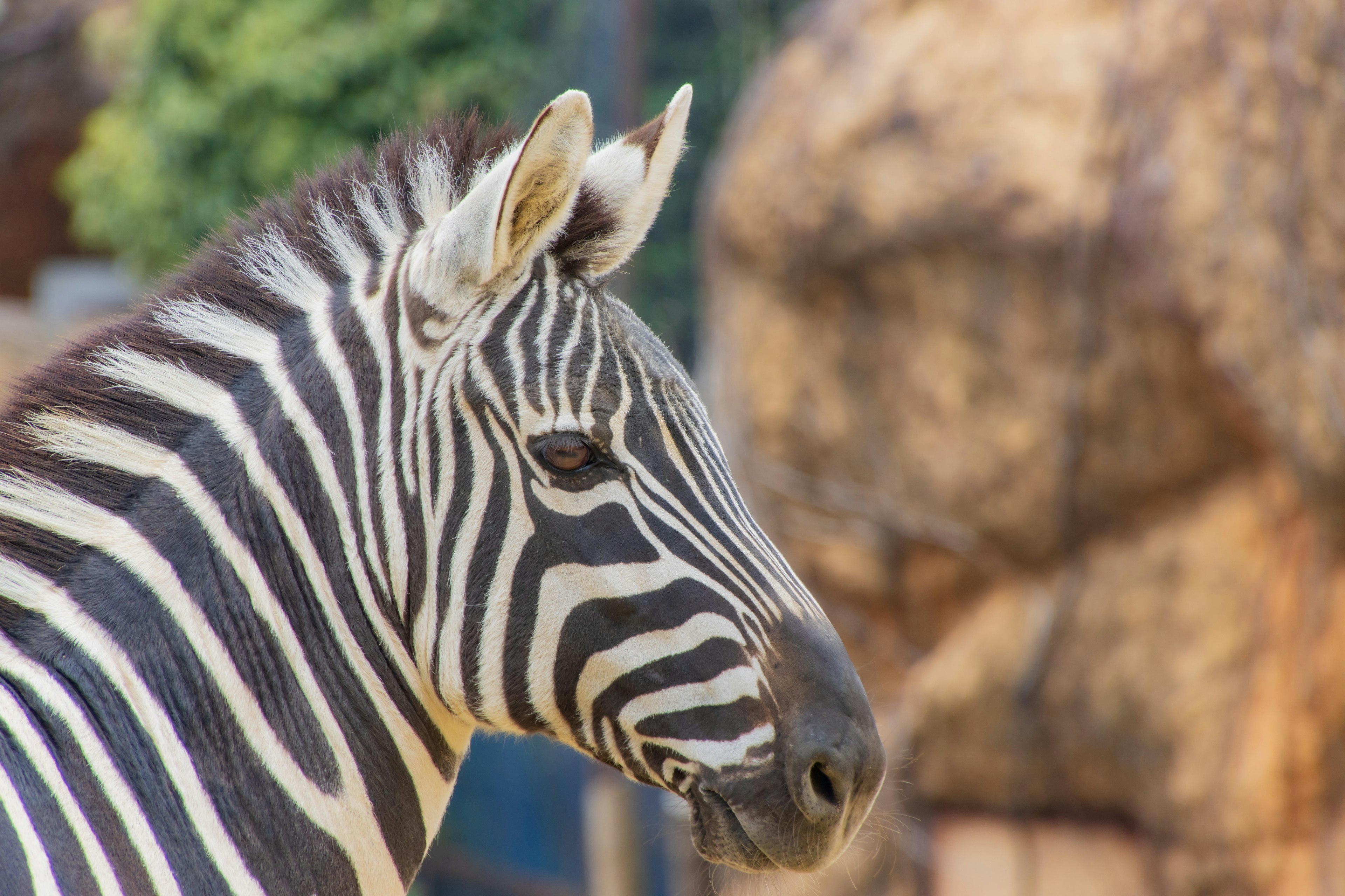 Nahaufnahme des Kopfes eines Zebras, das seine markanten Streifen zeigt