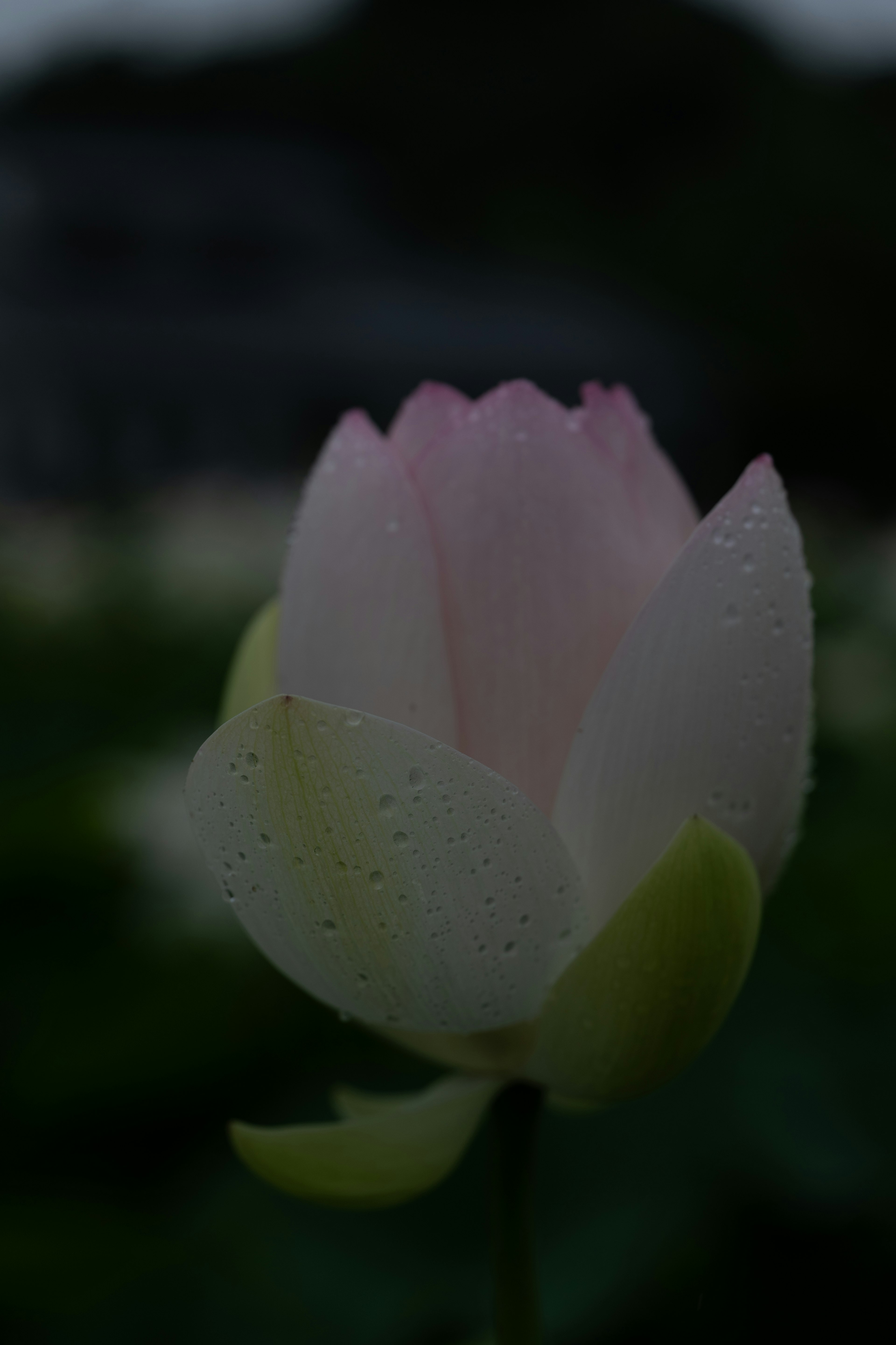 A pale pink lotus flower blooming with water droplets