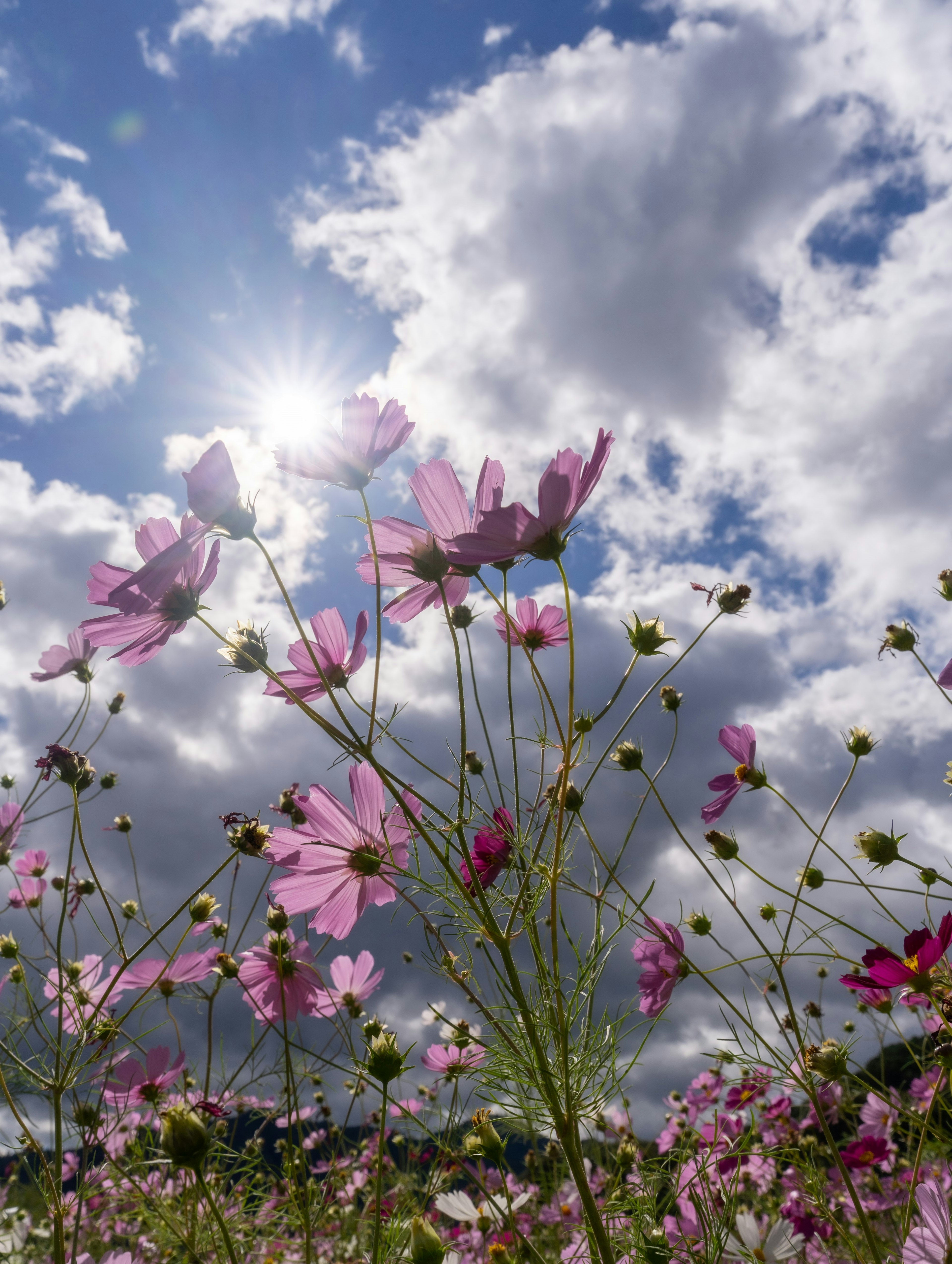 明るい空と雲の下に咲くコスモスの花