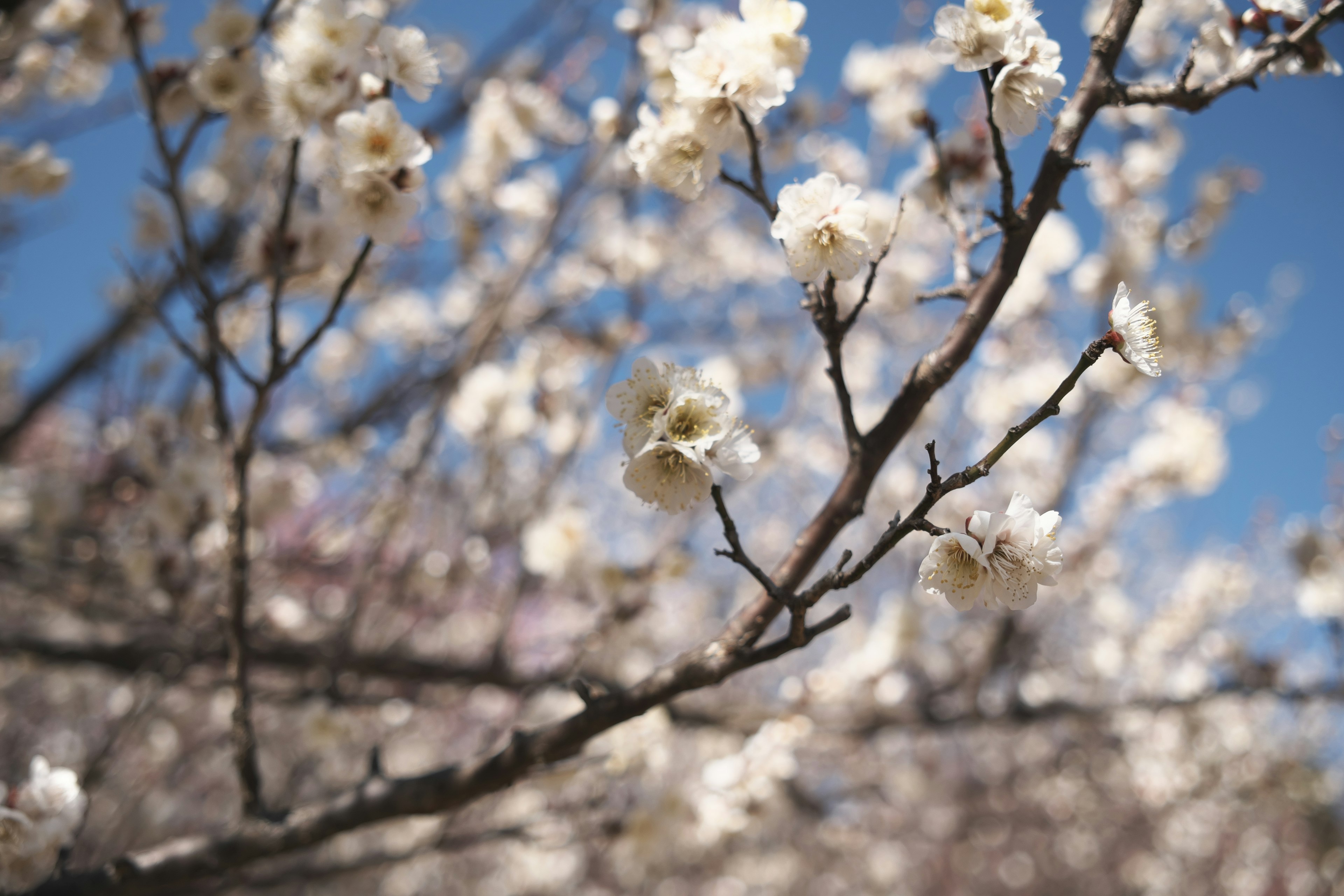 白い花が咲く桜の枝と青空