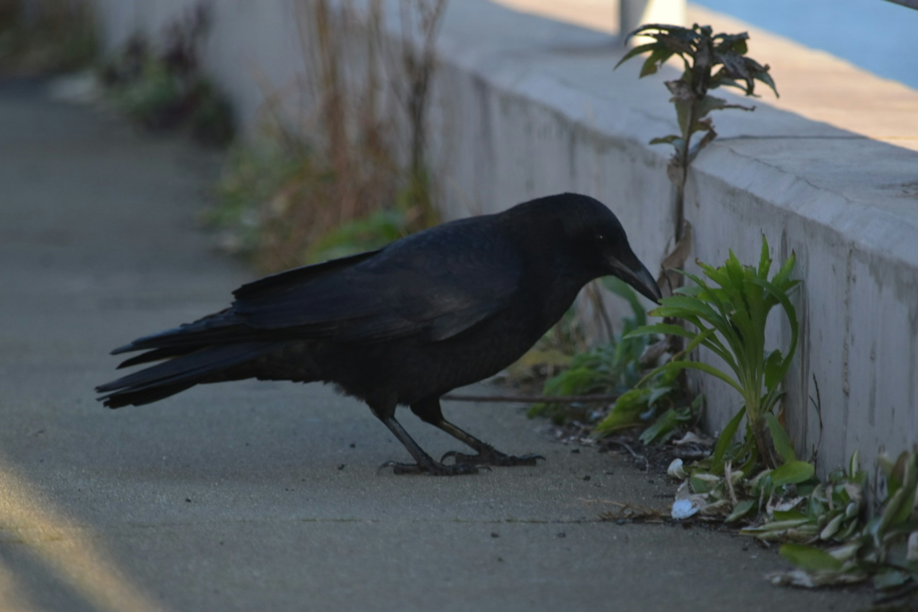 Eine schwarze Krähe, die den Boden pickt