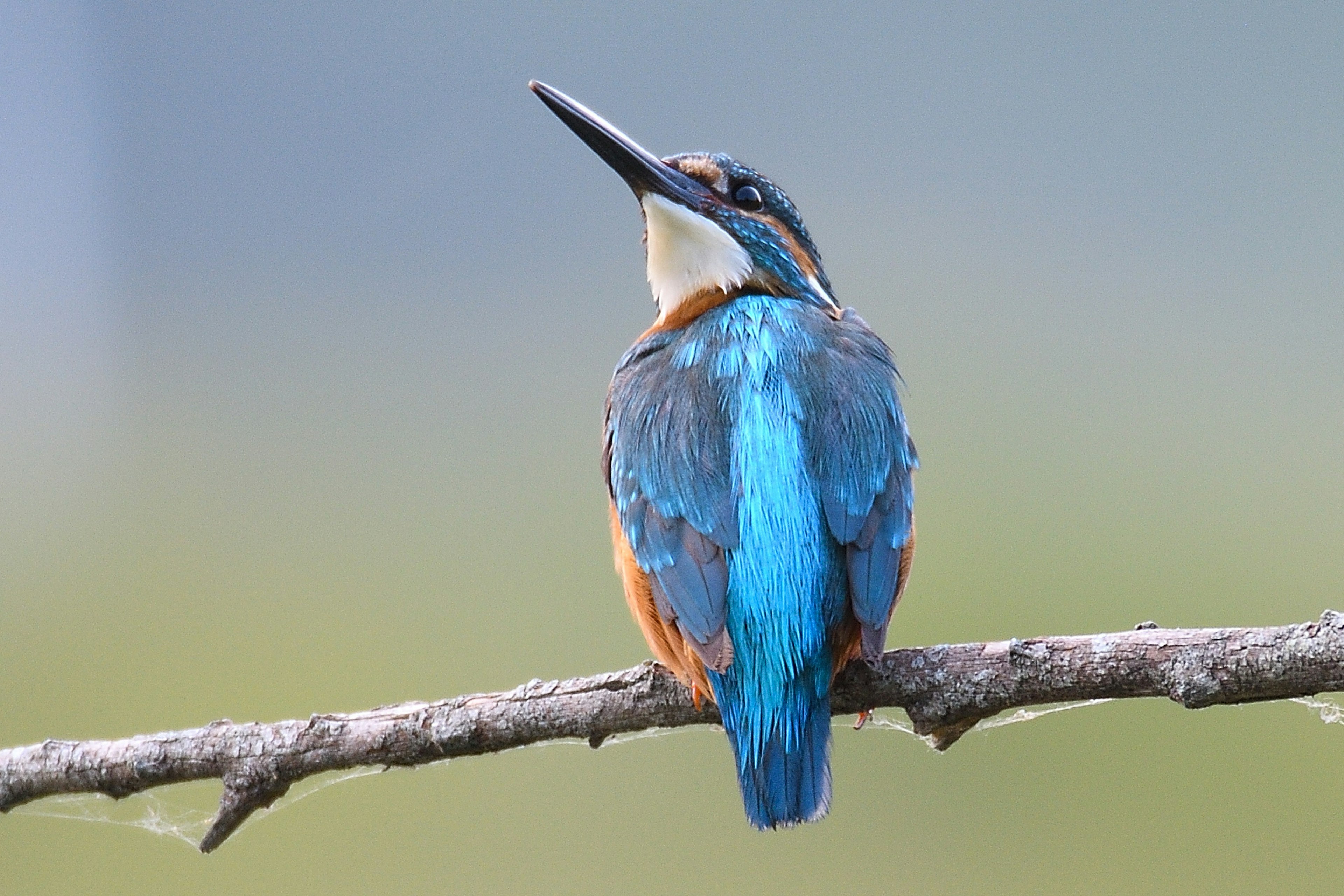 Seekor burung raja udang berbulu biru bertengger di cabang