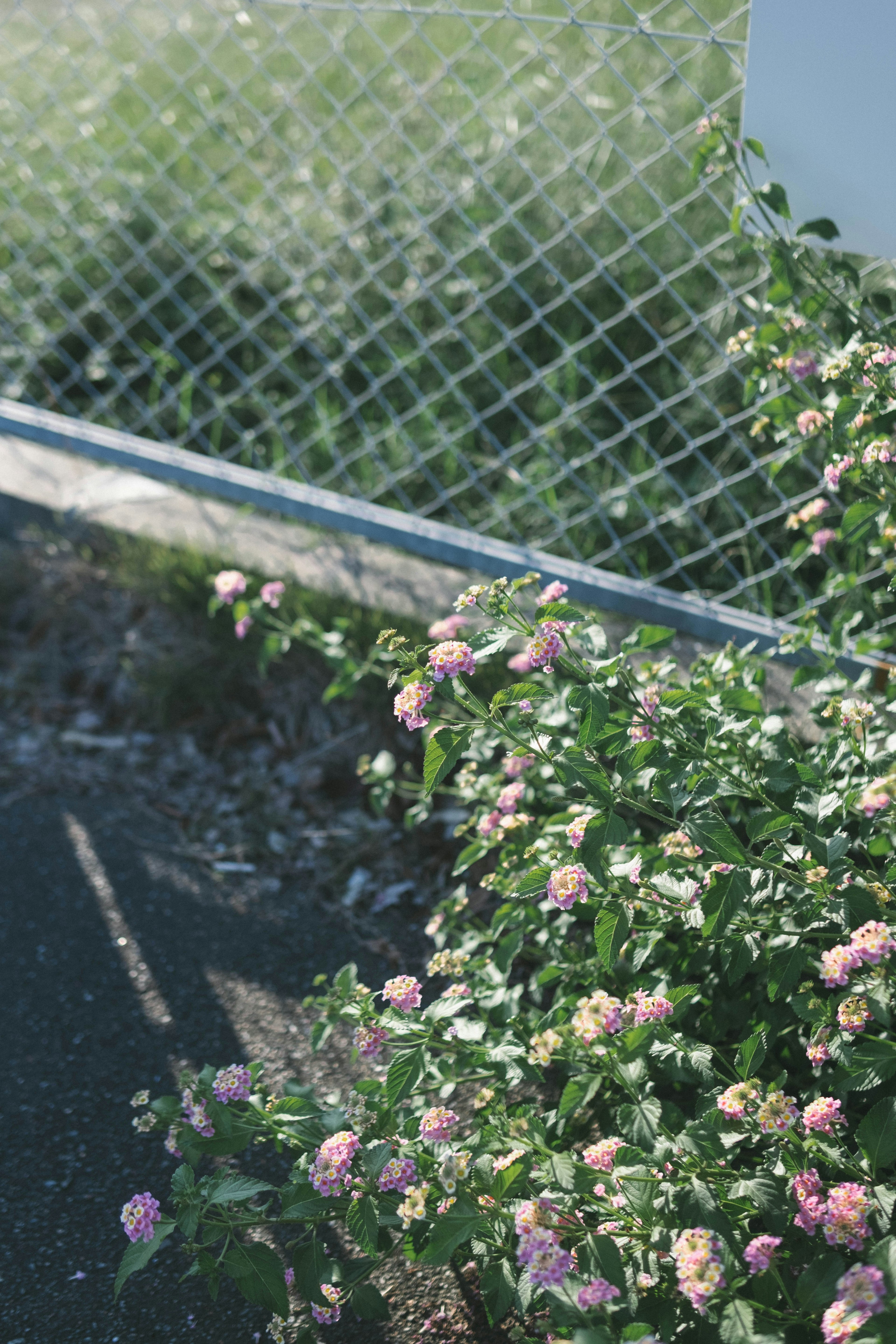 フェンスと花がある風景の写真