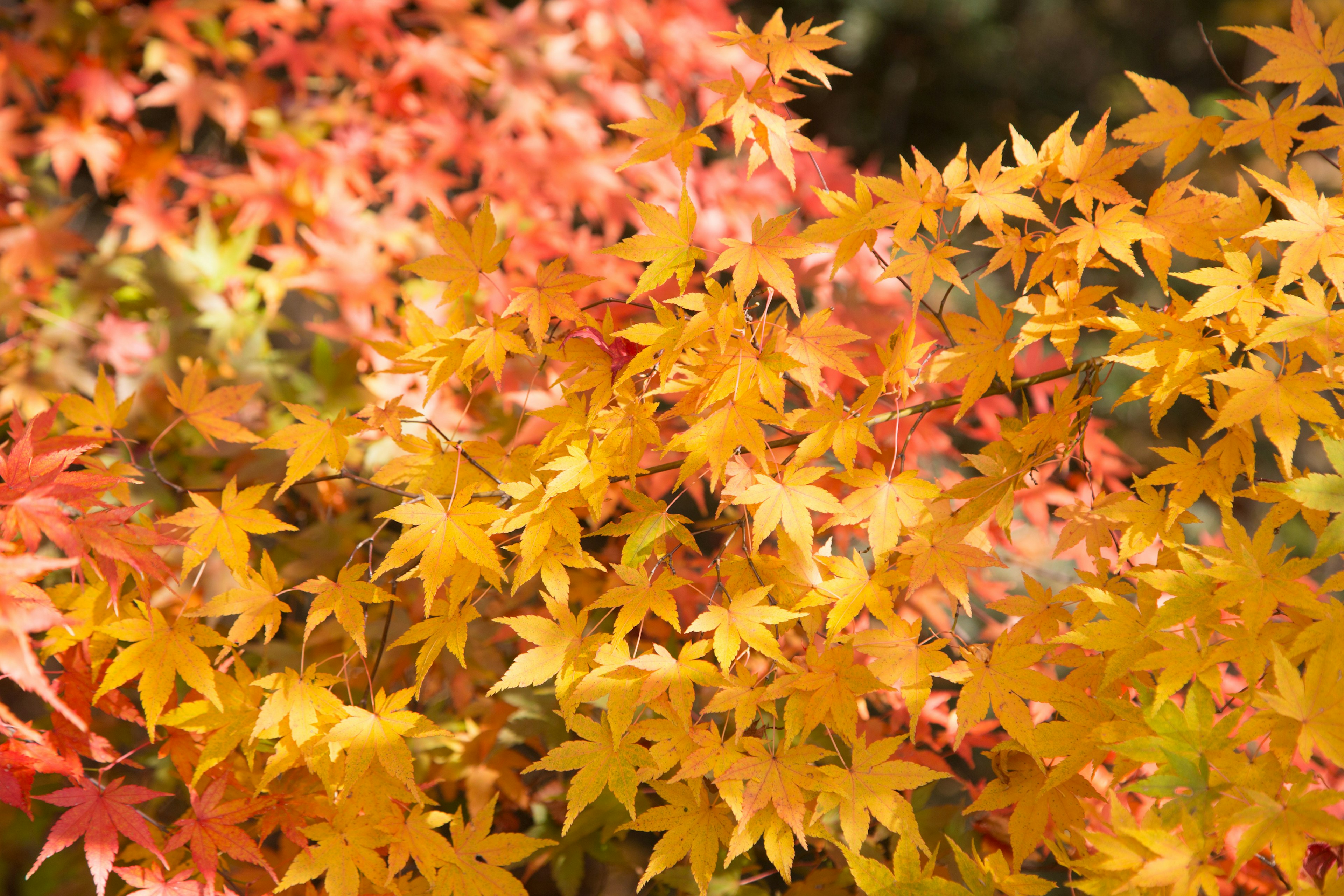 Hojas de otoño vibrantes en naranja y amarillo con fondo borroso