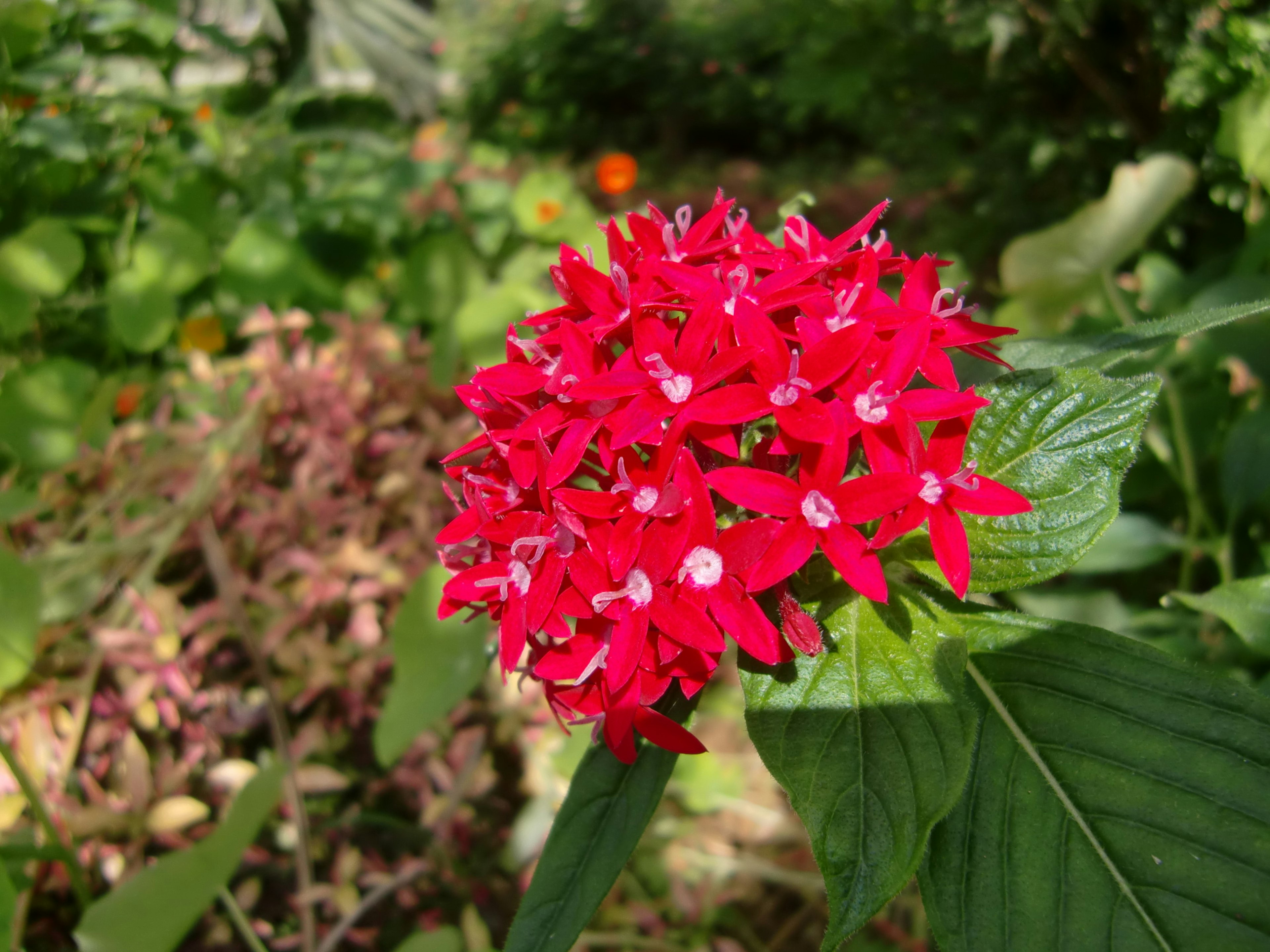 Bunga merah cerah dikelilingi daun hijau