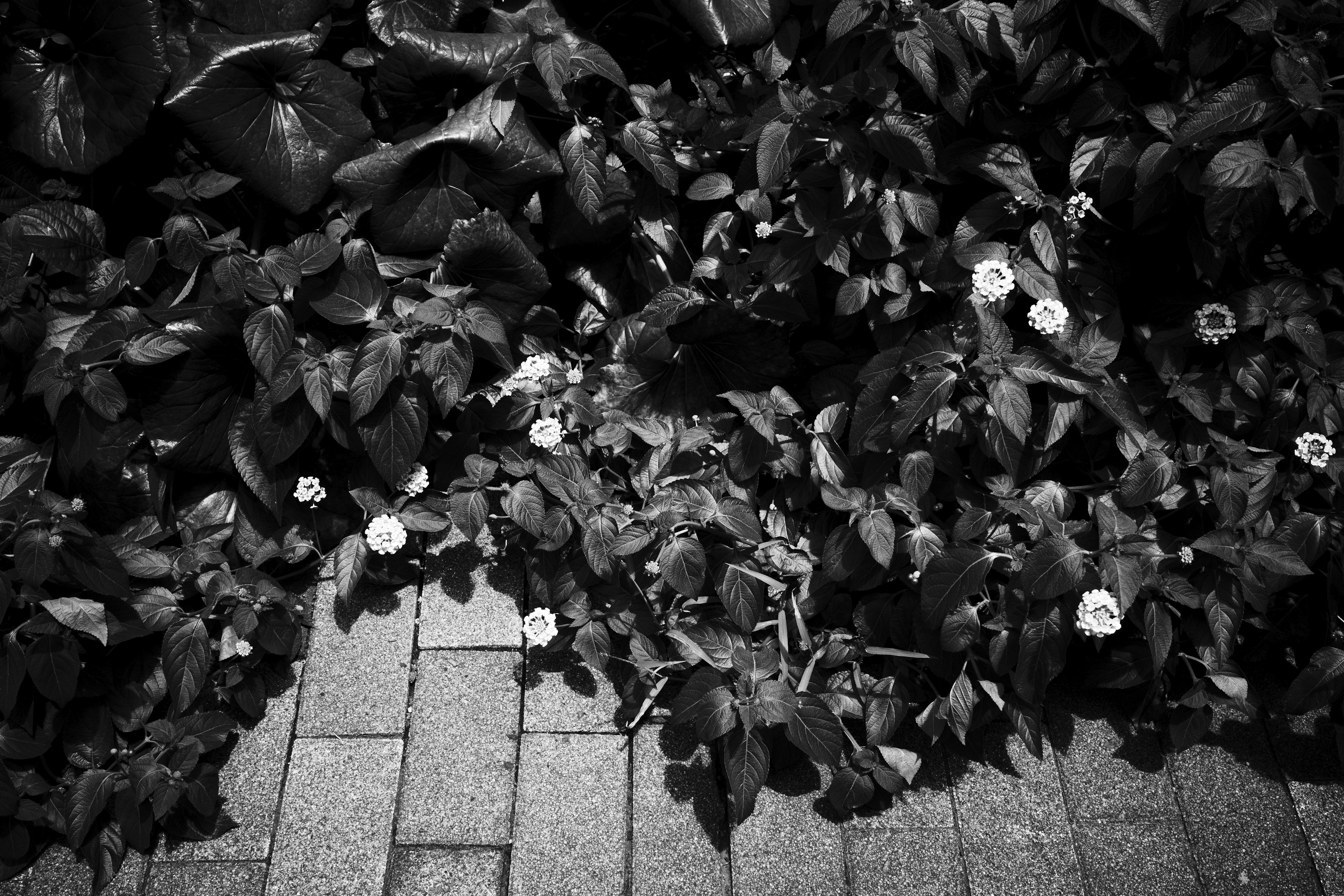 Image en noir et blanc de fleurs et de feuilles avec un sol texturé