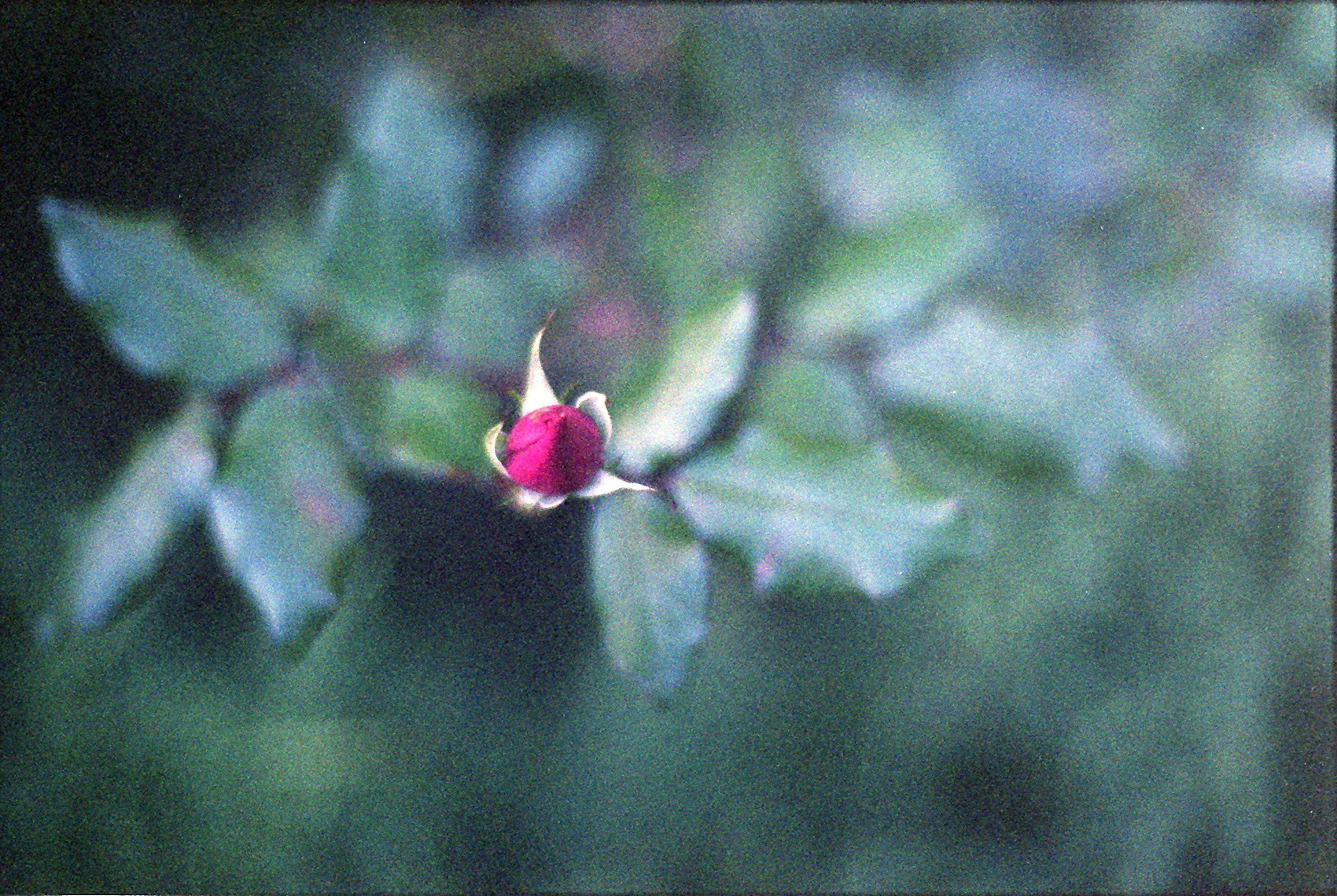 Un'immagine sfocata di un bocciolo di fiore circondato da foglie verdi