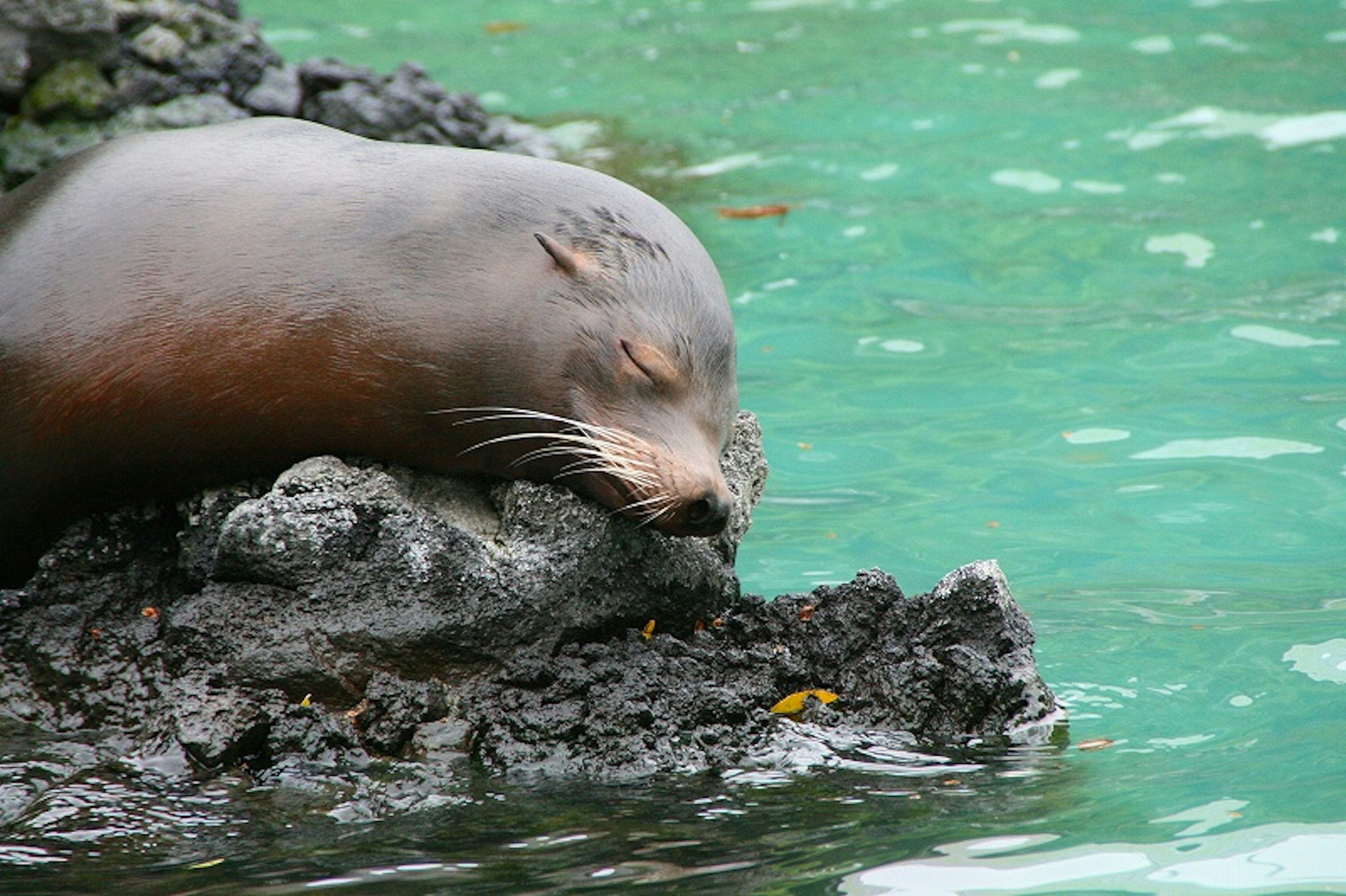 Seal resting on a rock in turquoise water