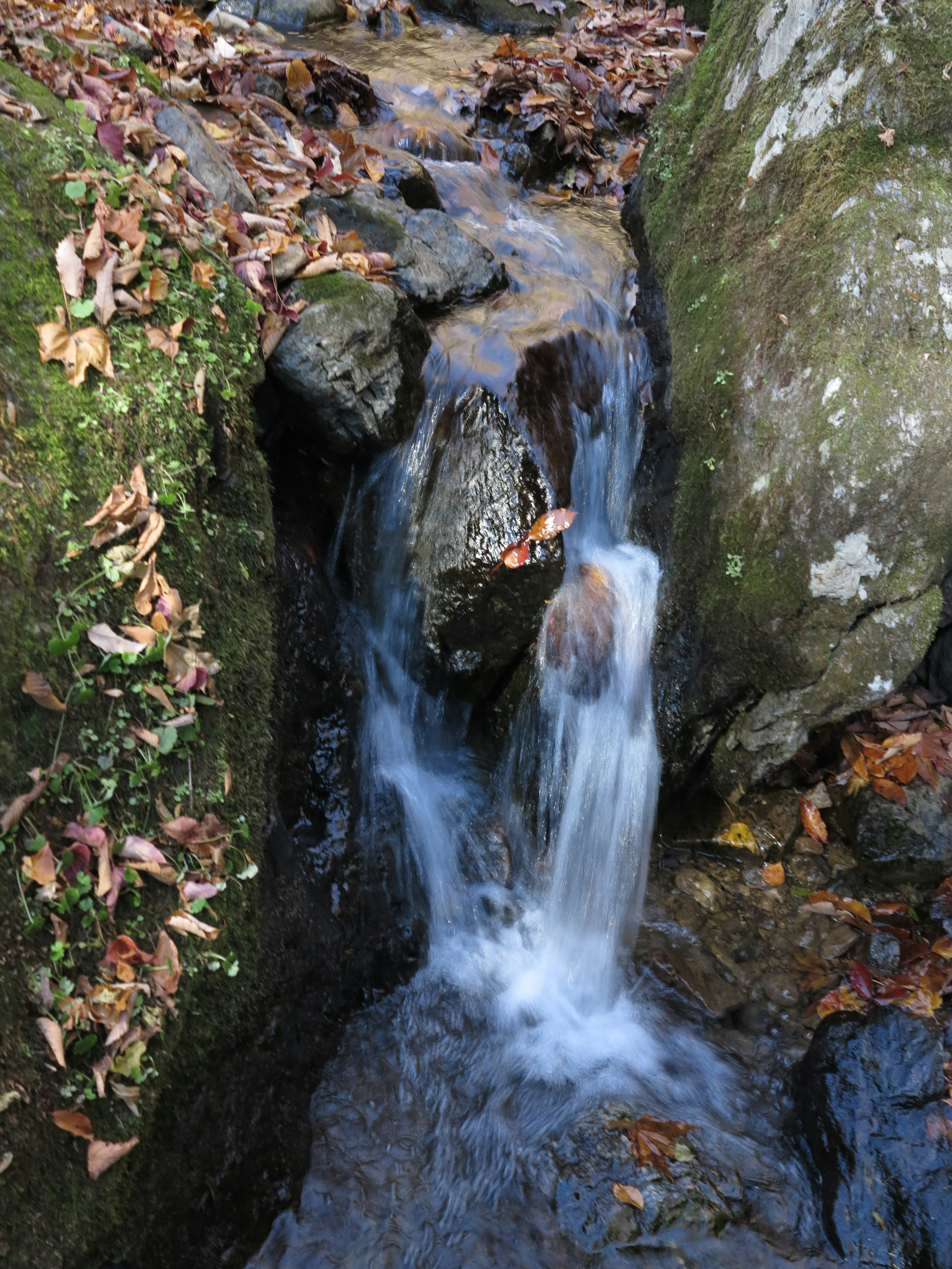 Un arroyo pequeño fluyendo entre rocas con hojas esparcidas