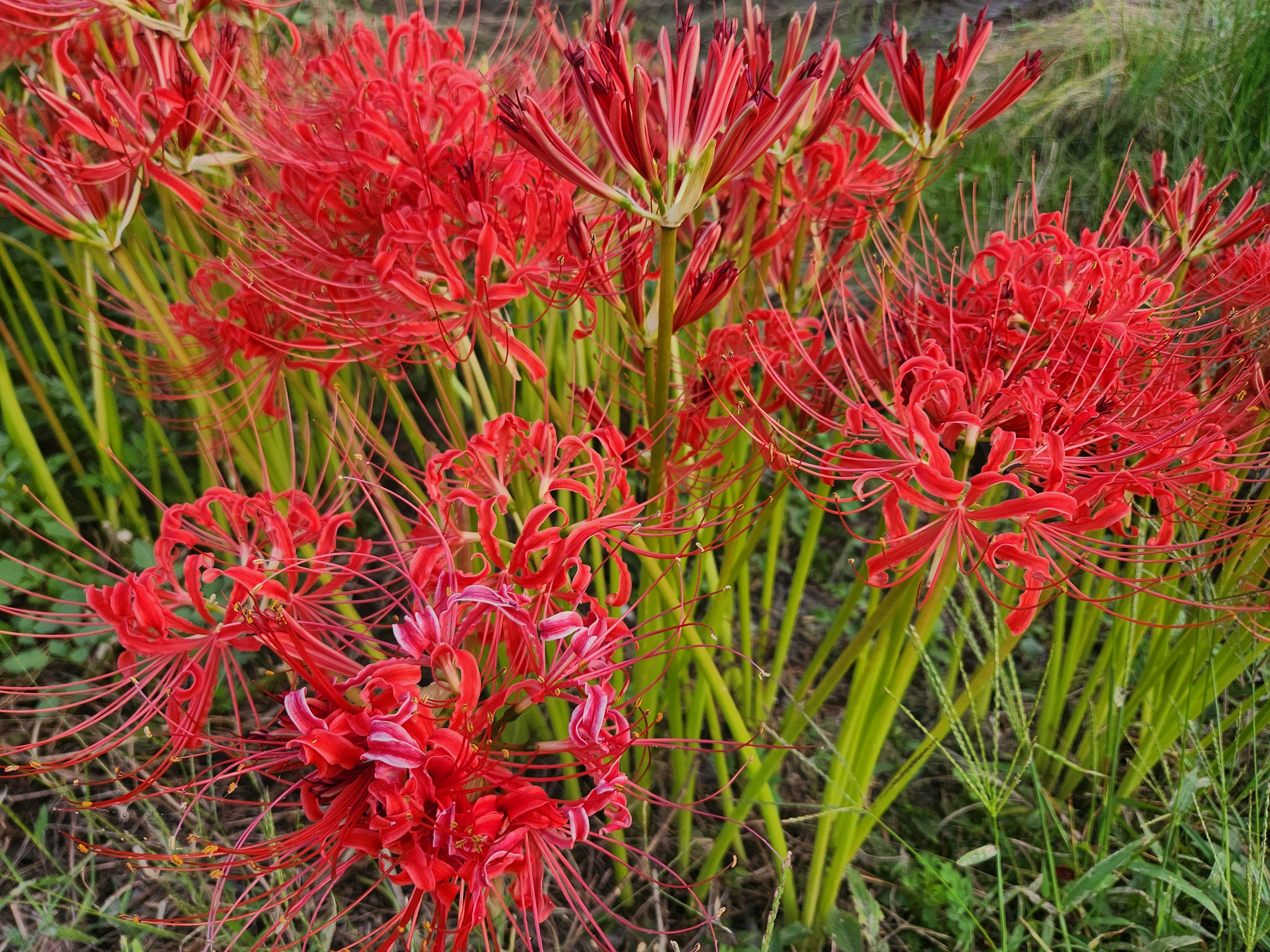 Gruppe lebendiger roter Spinnenlilien in voller Blüte