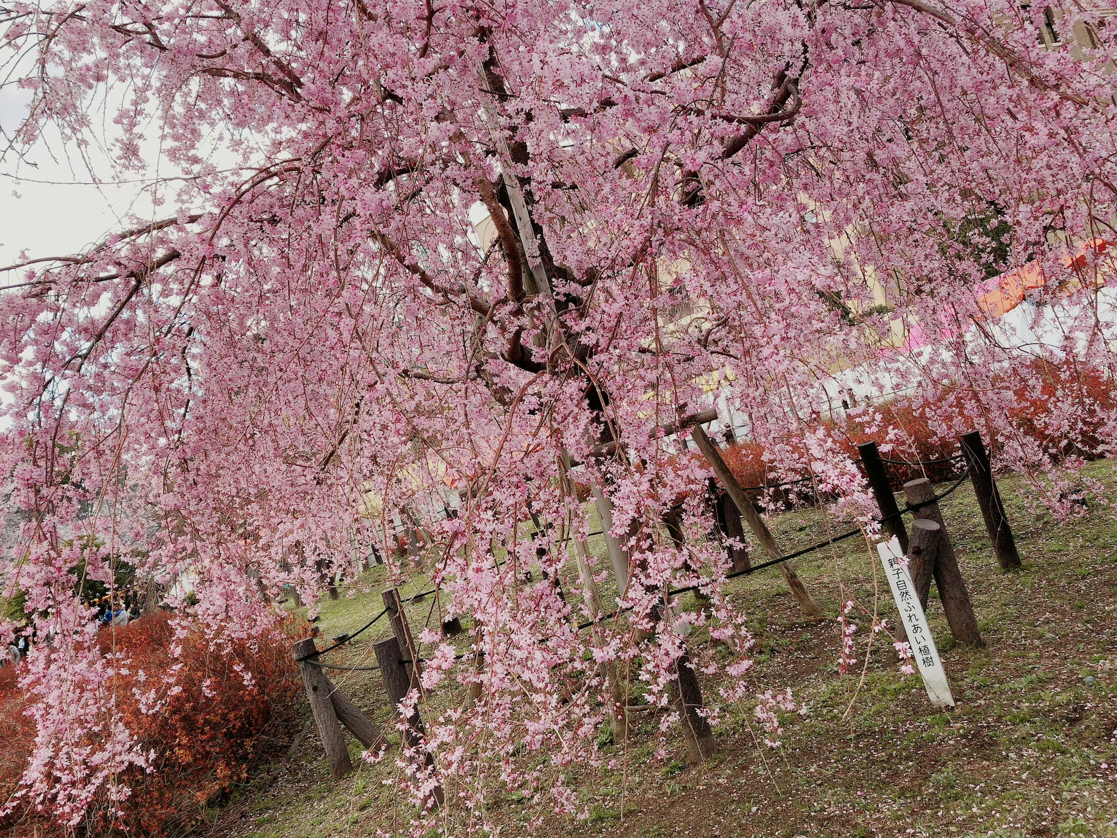 桜の木の枝が満開の薄いピンク色の花をつけている風景