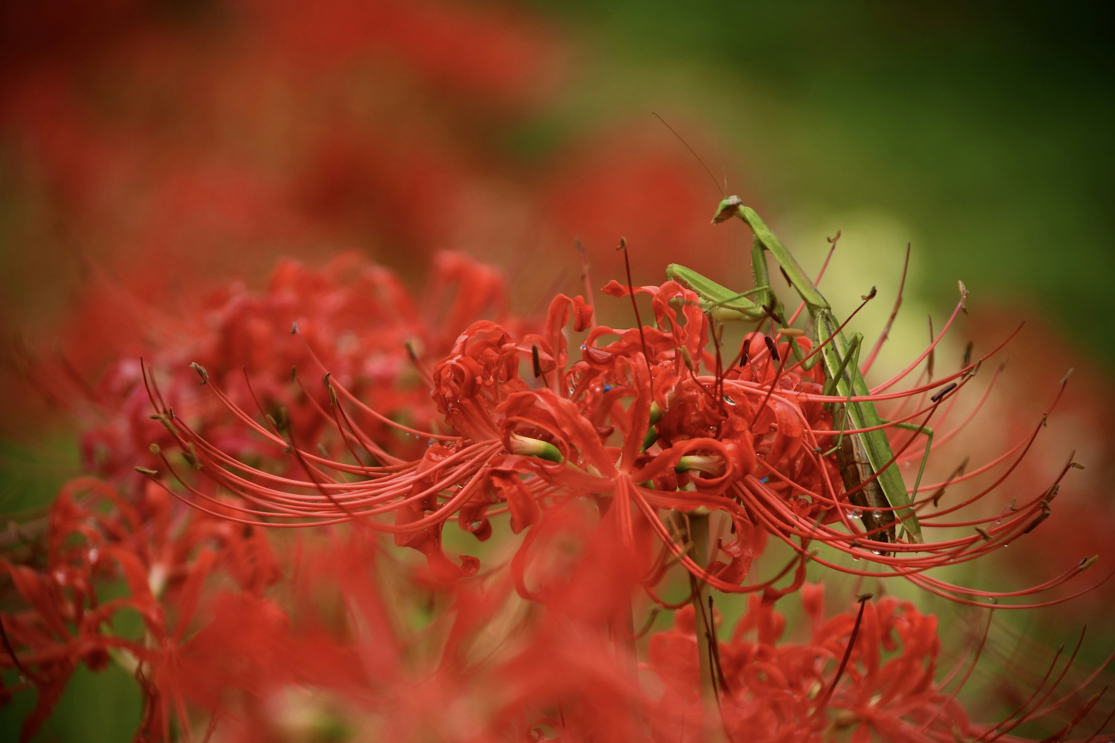 ฉากสีสันสดใสของดอกไม้สีแดงที่มีตั๊กแตนสีเขียวอยู่บนมัน