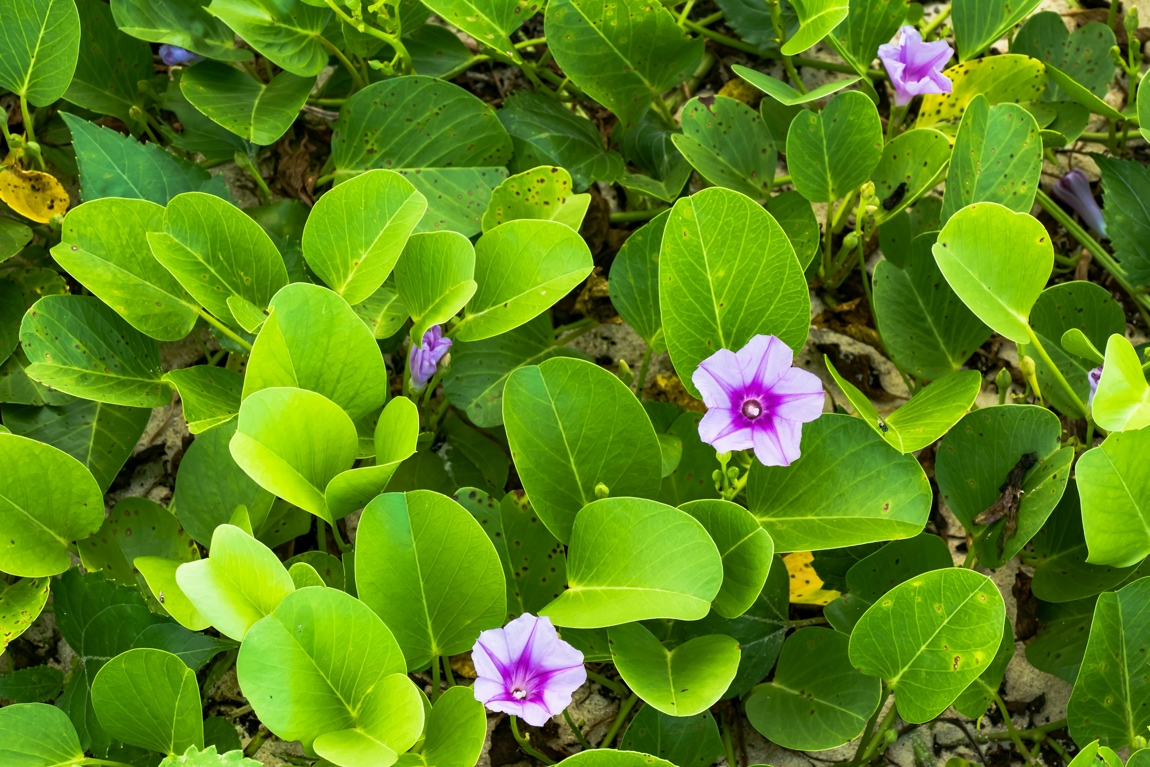 Close-up of green leaves with purple flowers blooming