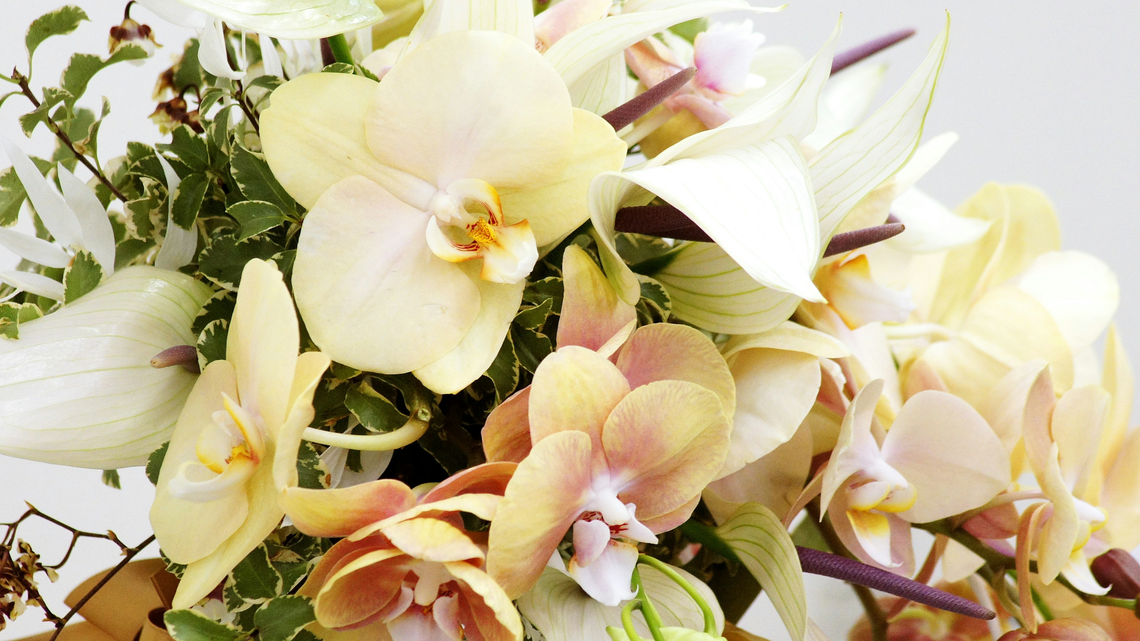 Un ramo de orquídeas pálidas con follaje verde