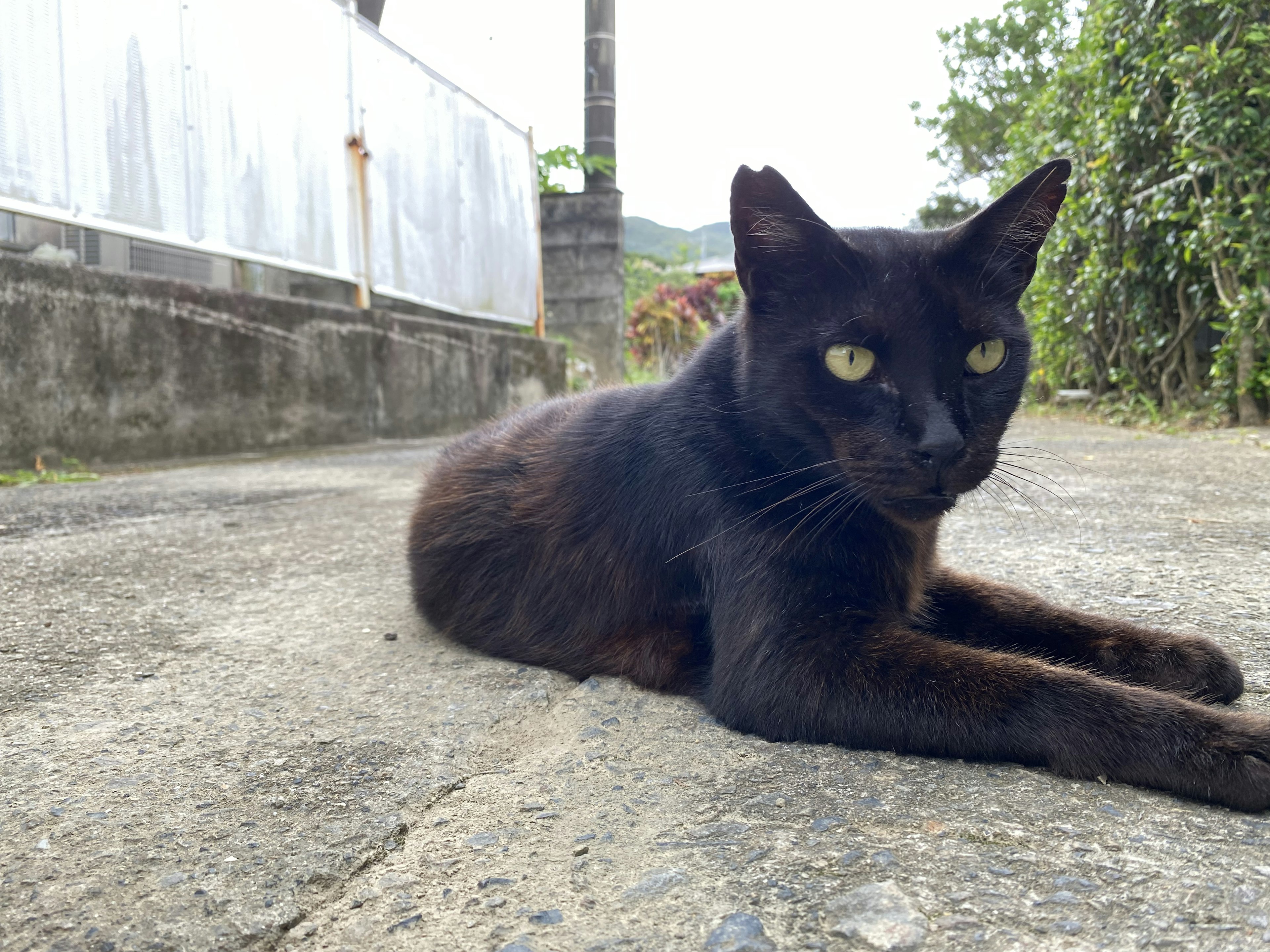 黒い猫が道に横たわっている