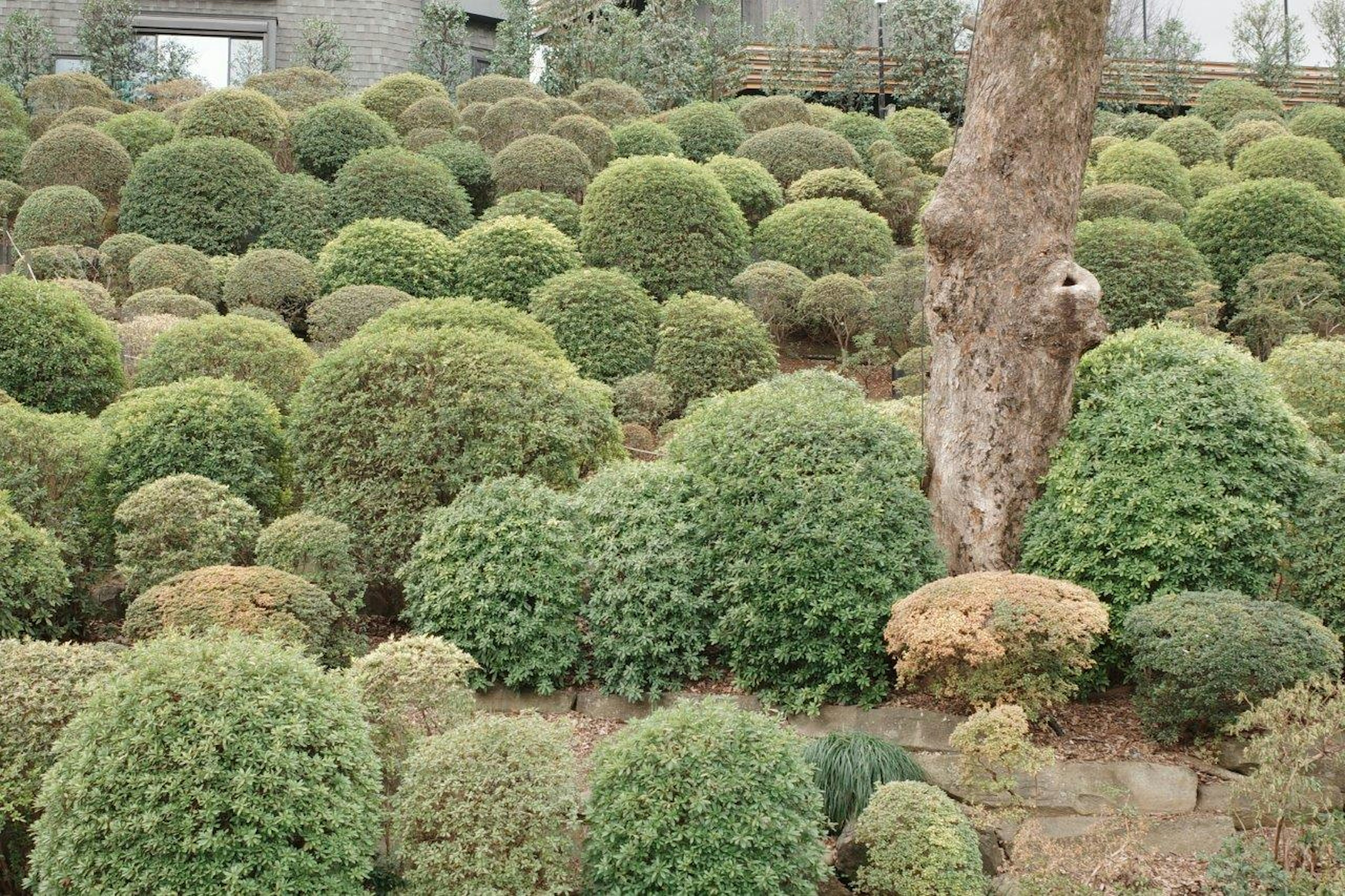 Paysage présentant une variété de buissons ronds verts dans un jardin